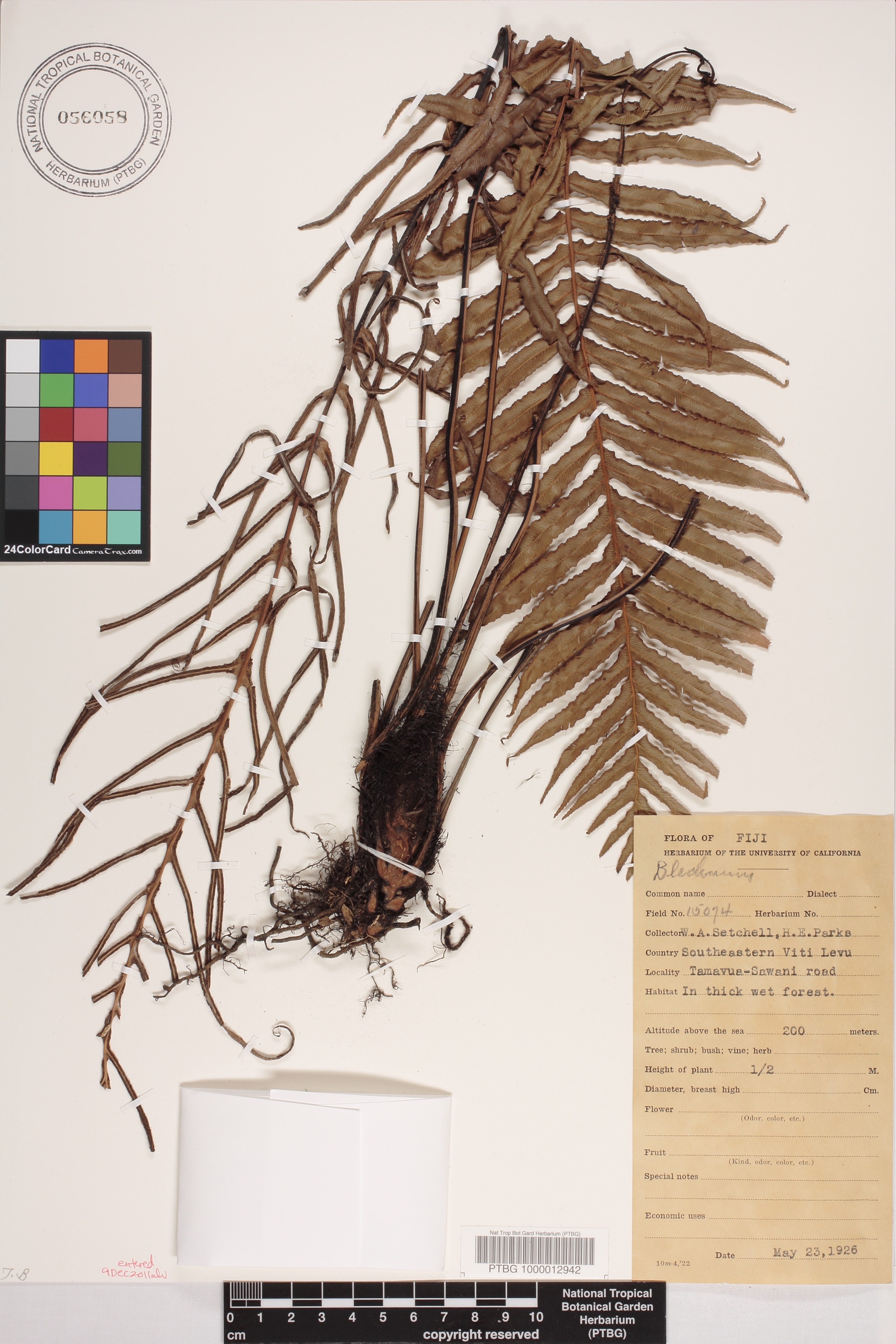 Blechnaceae image