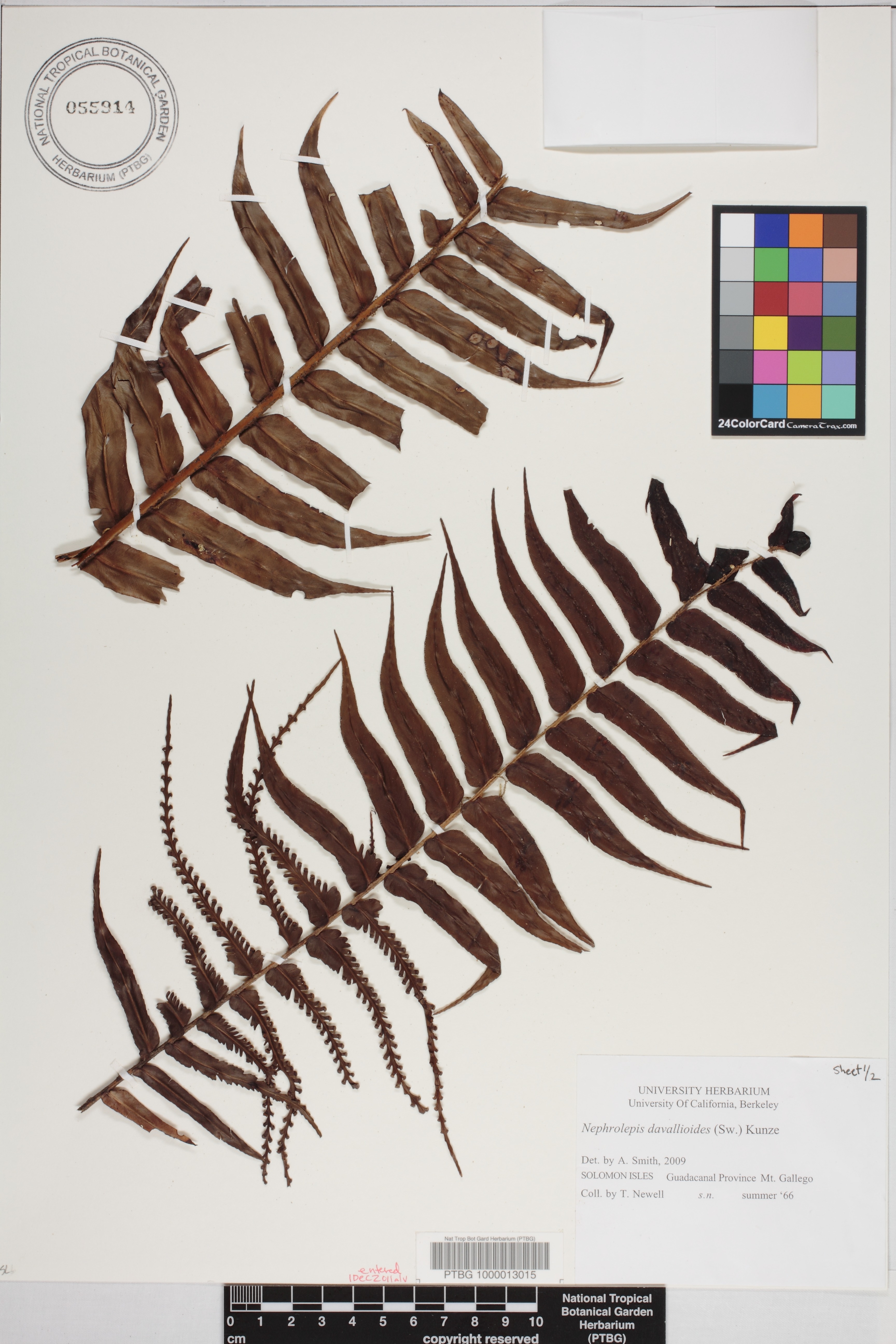 Nephrolepis davallioides image