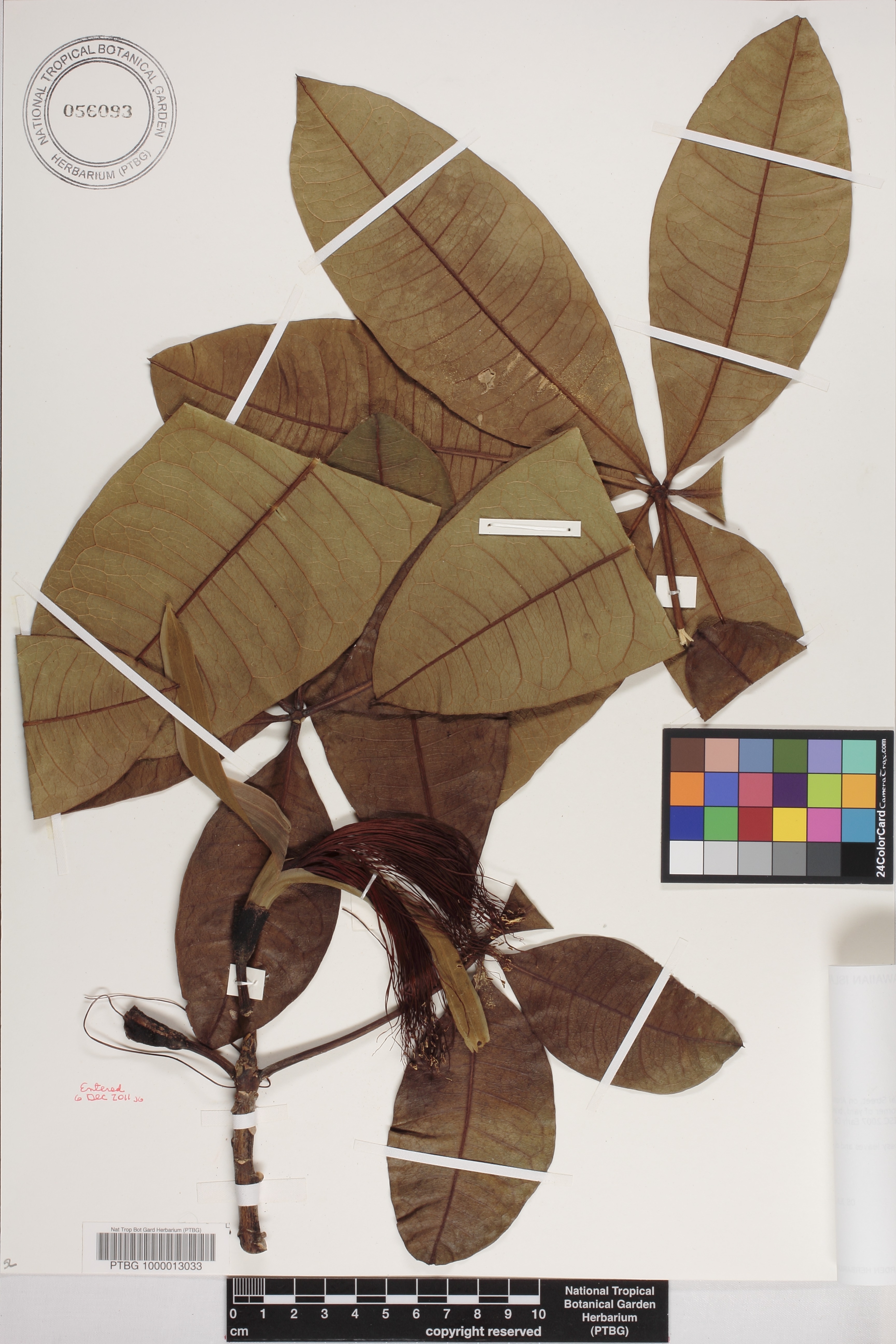 Pachira image