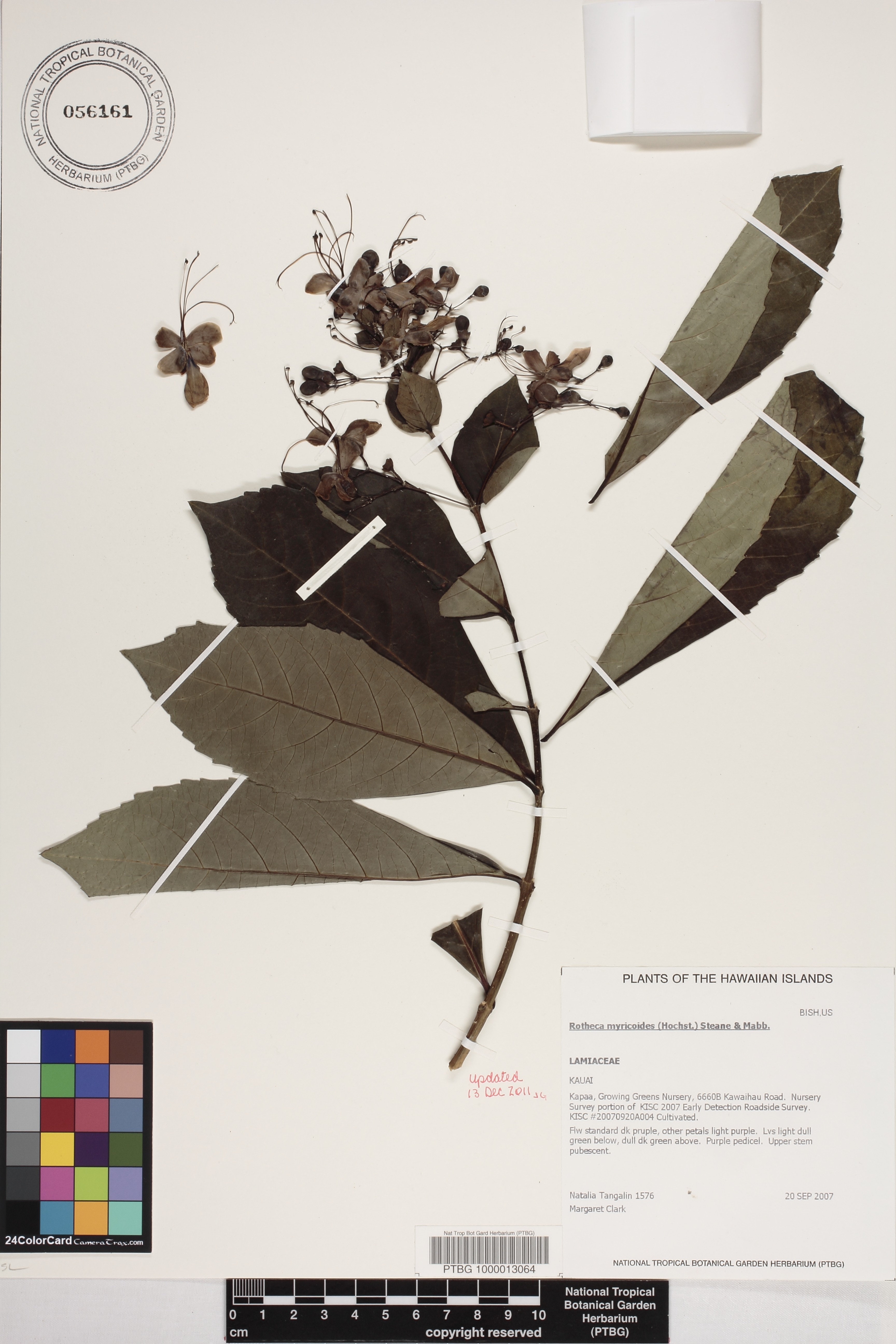 Rotheca myricoides image