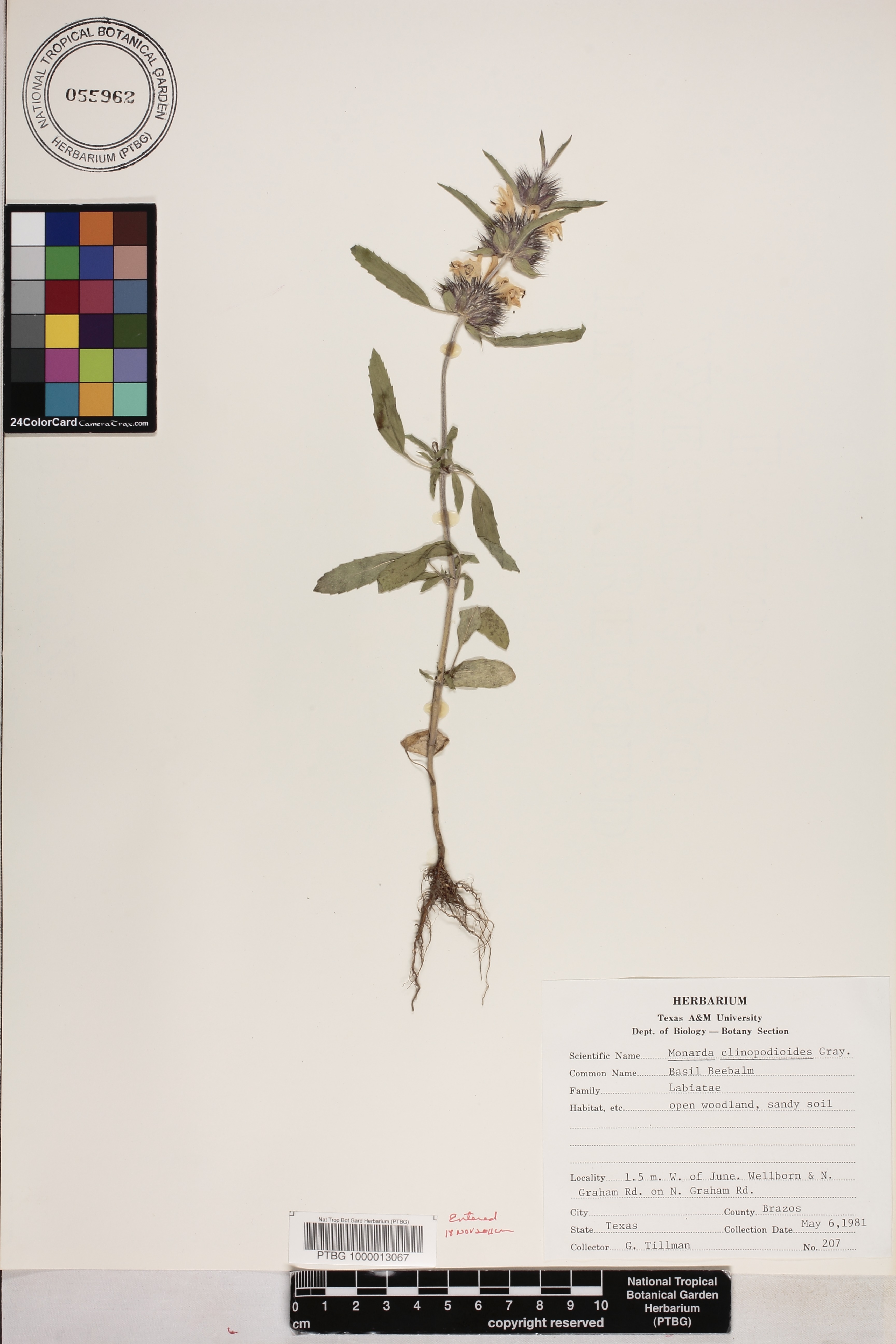 Monarda clinopodioides image