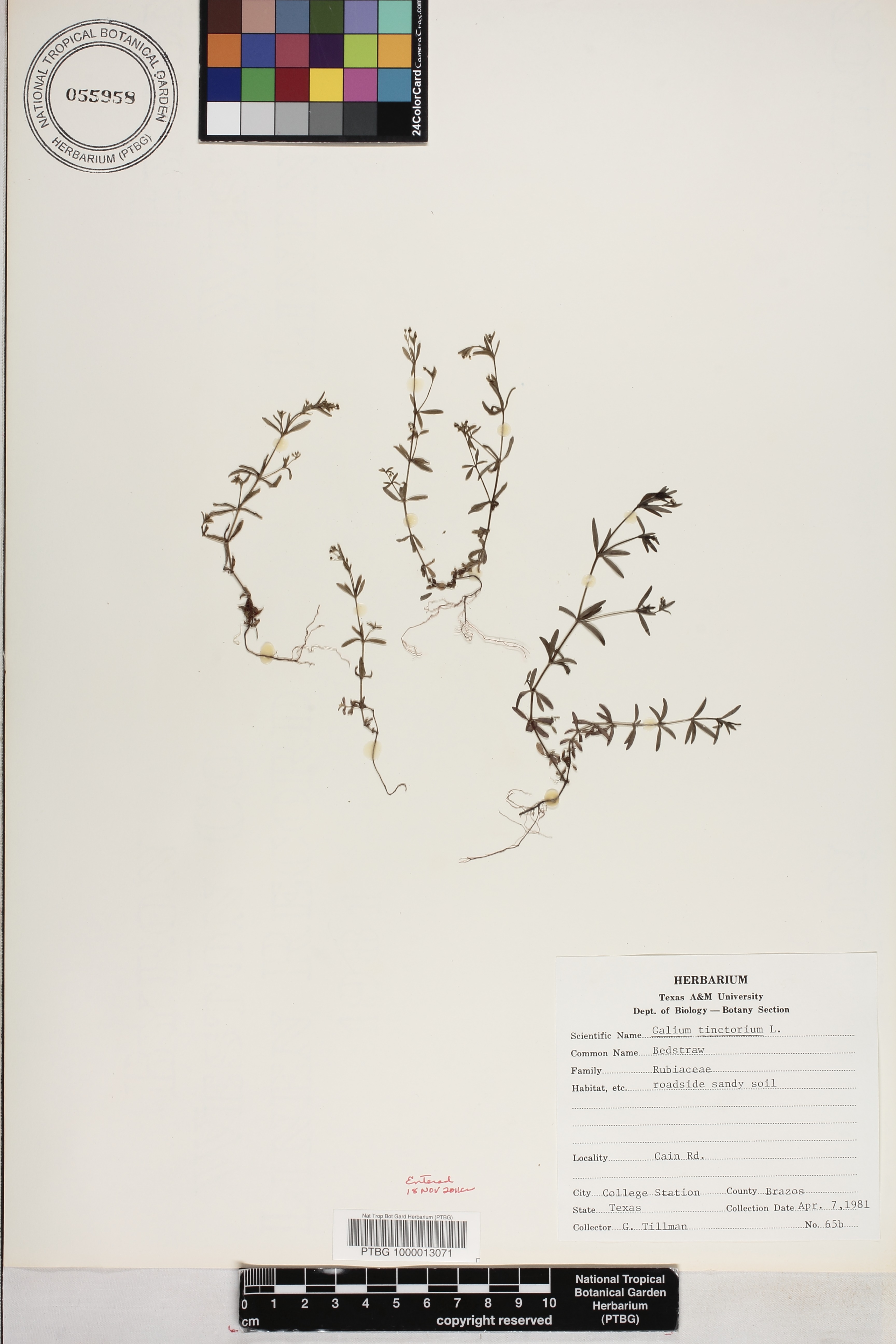 Galium image