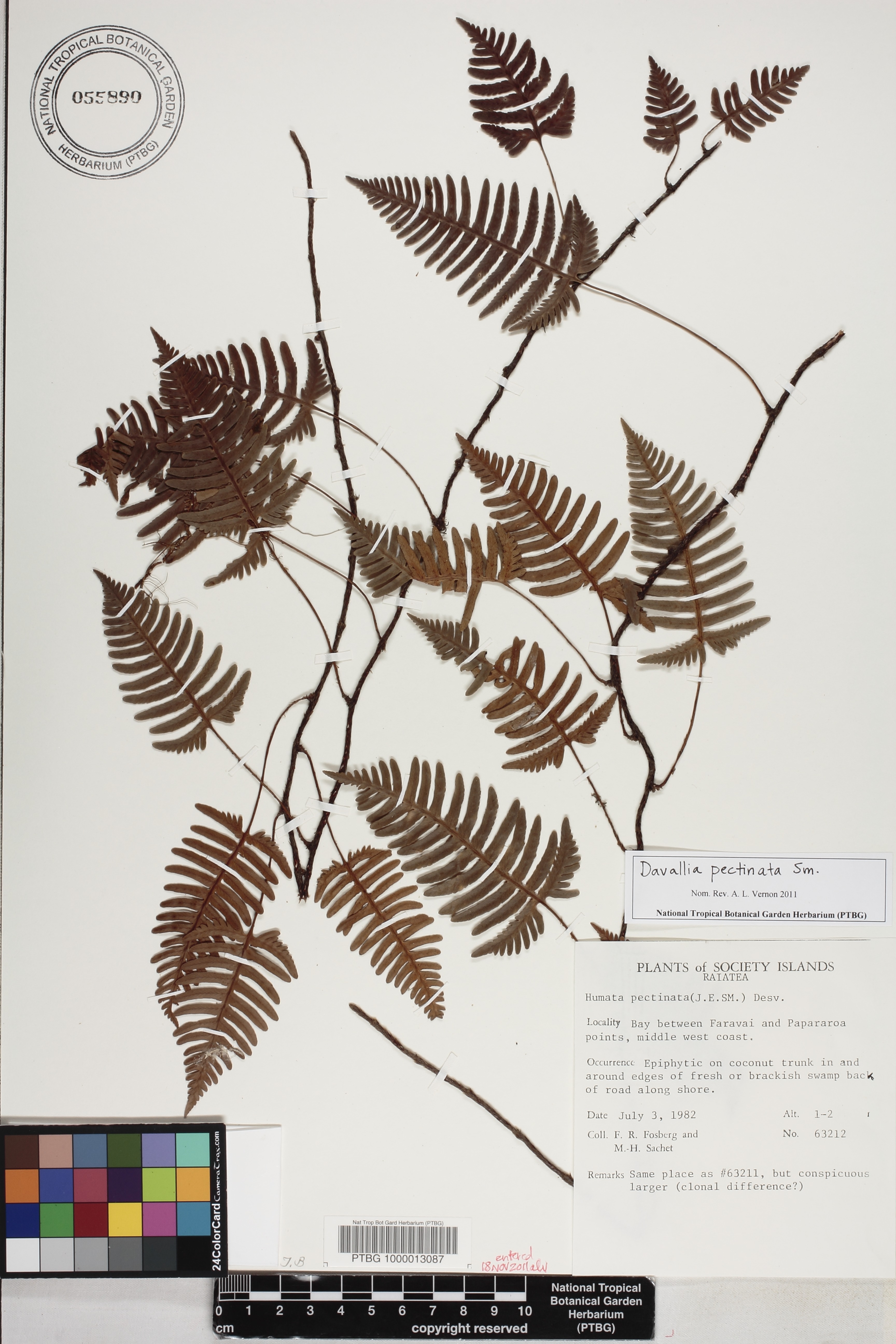 Davallia pectinata image