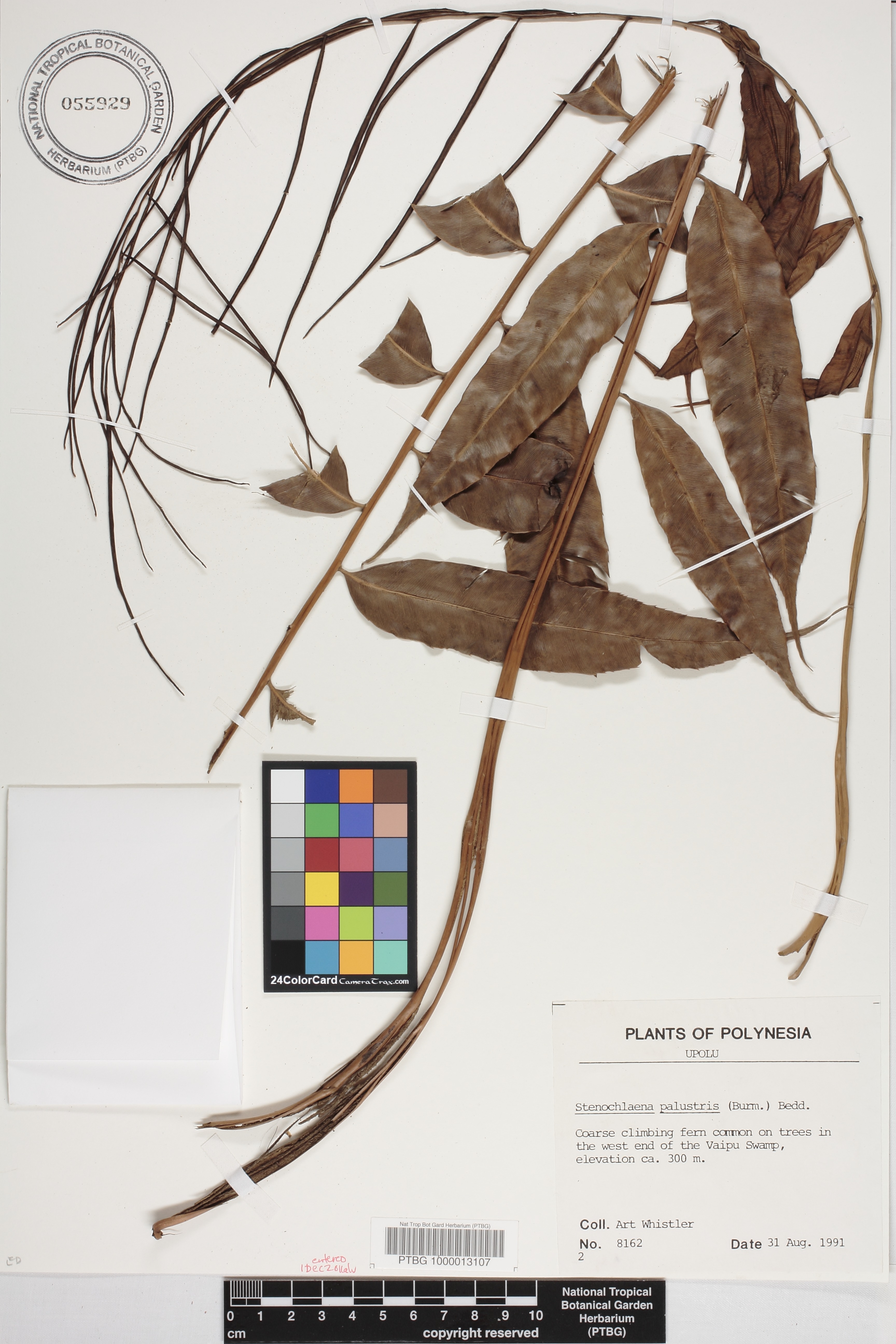 Stenochlaena palustris image