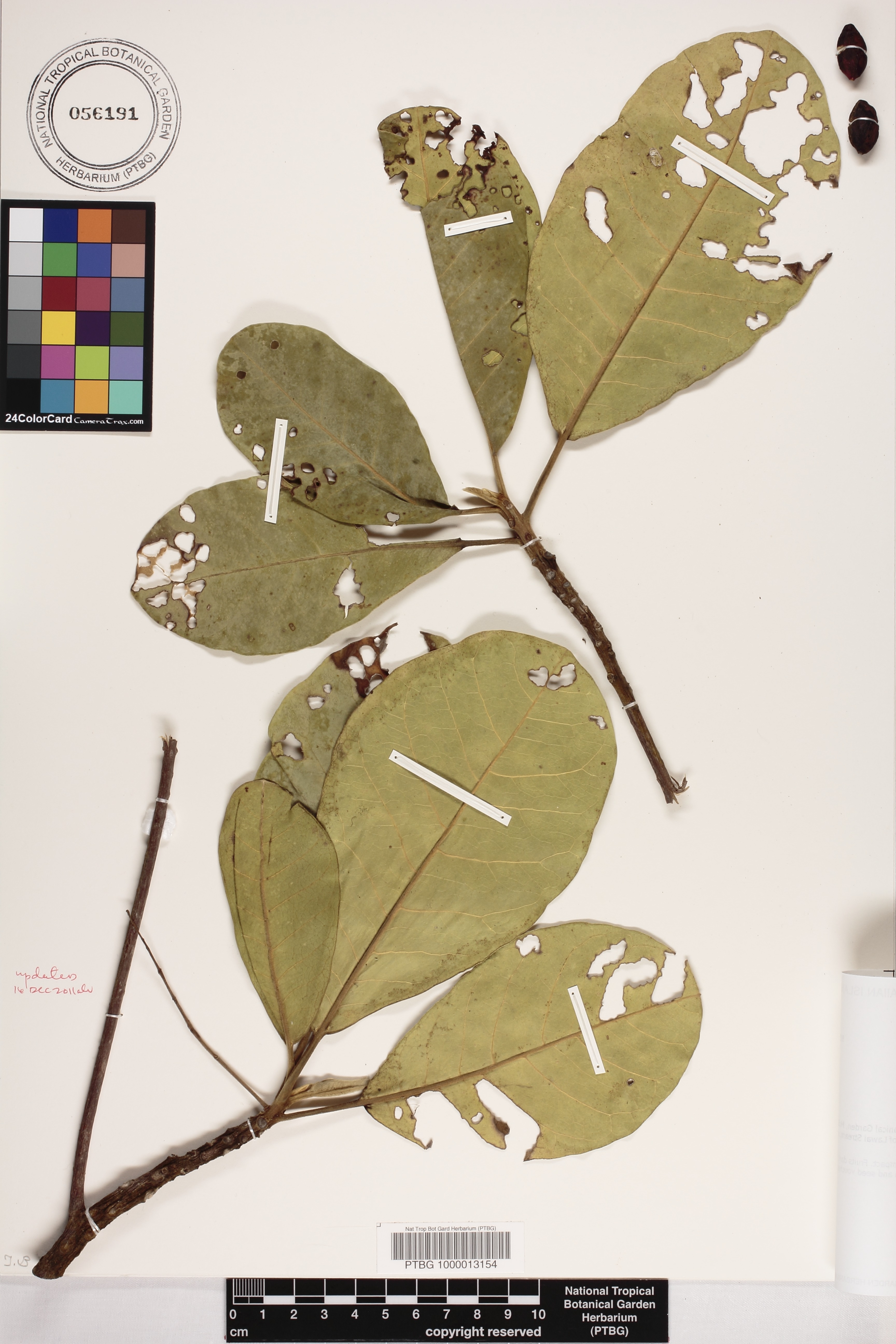 Terminalia samoensis image