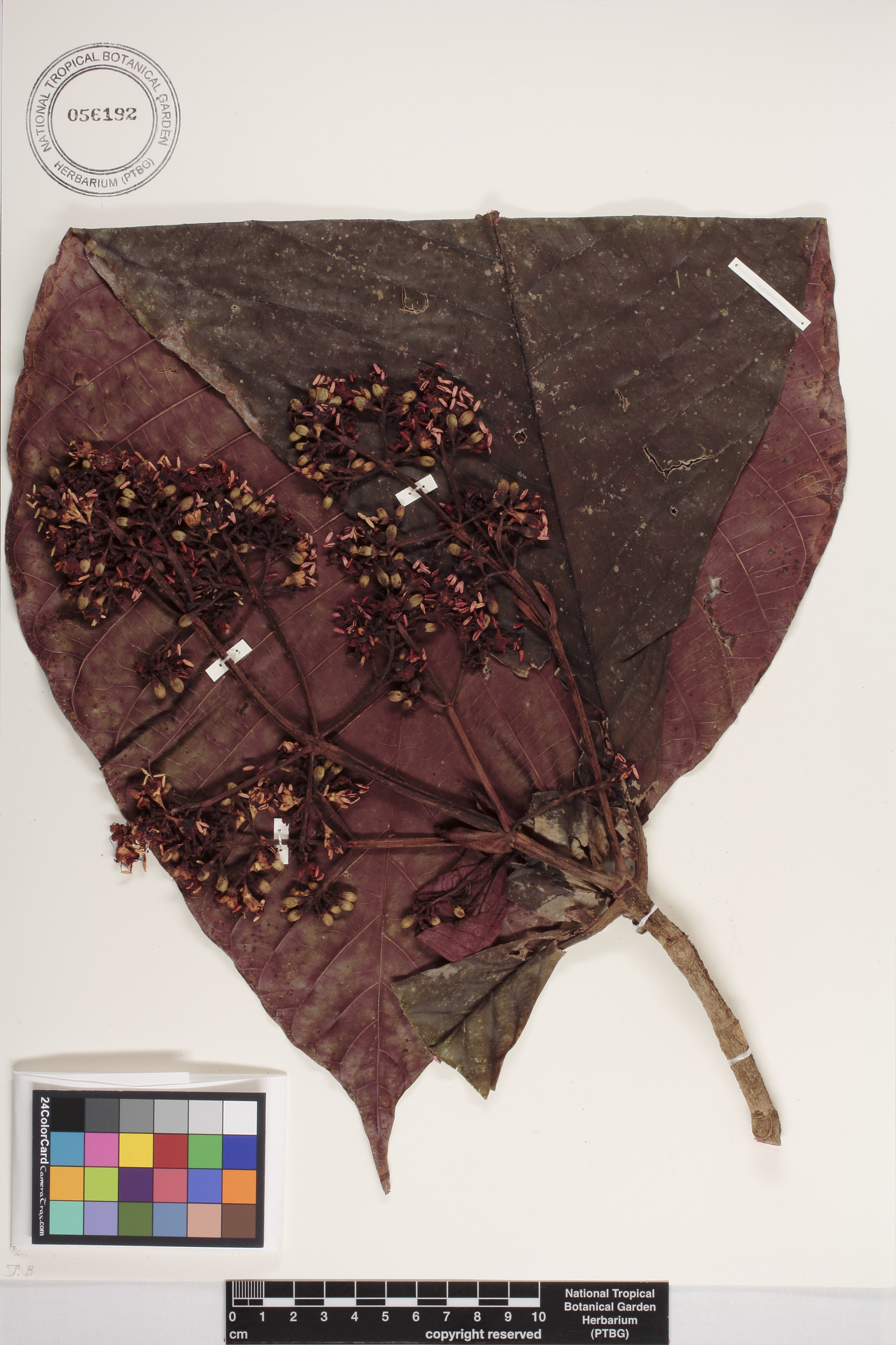 Simira maxonii image