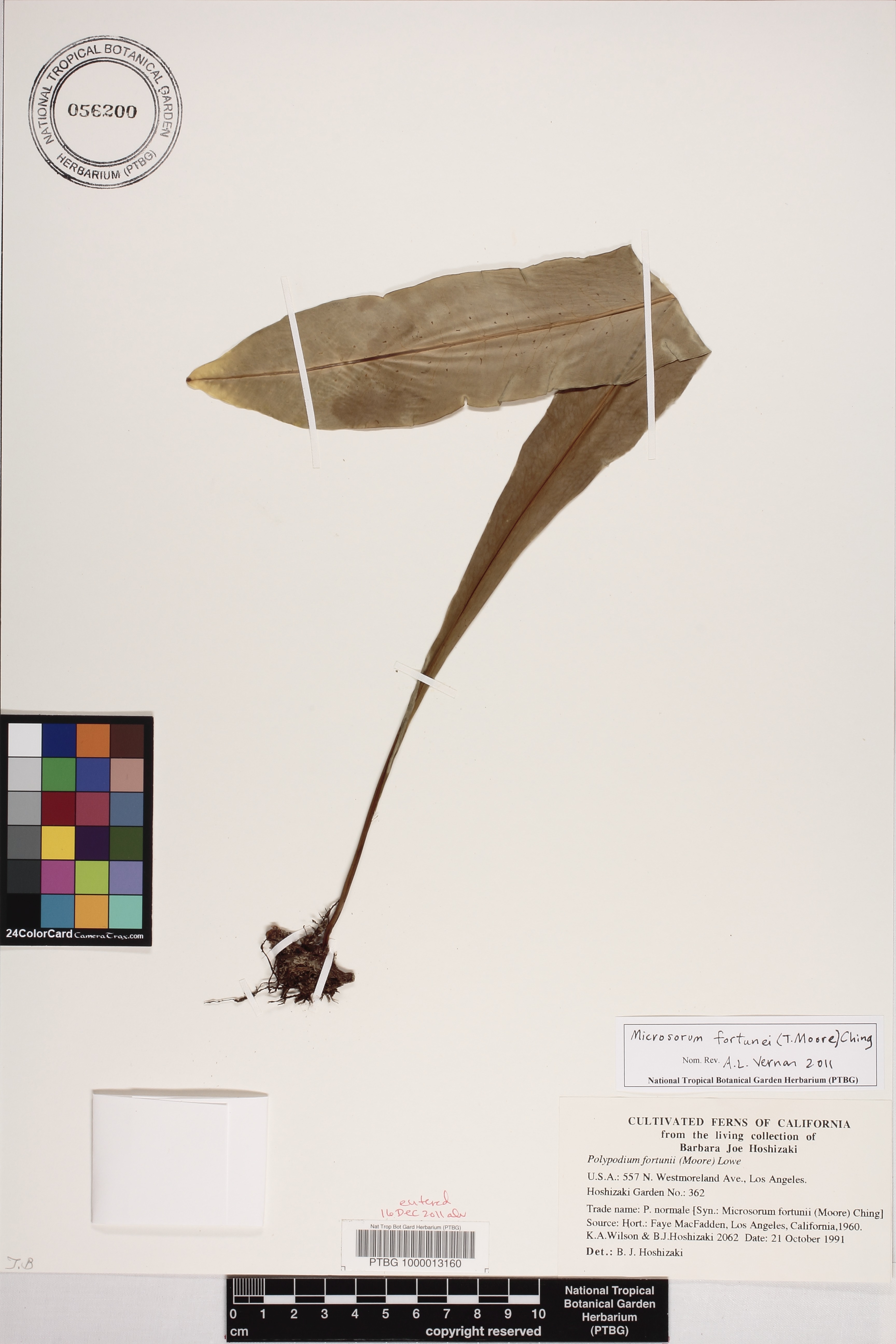 Lepisorus image