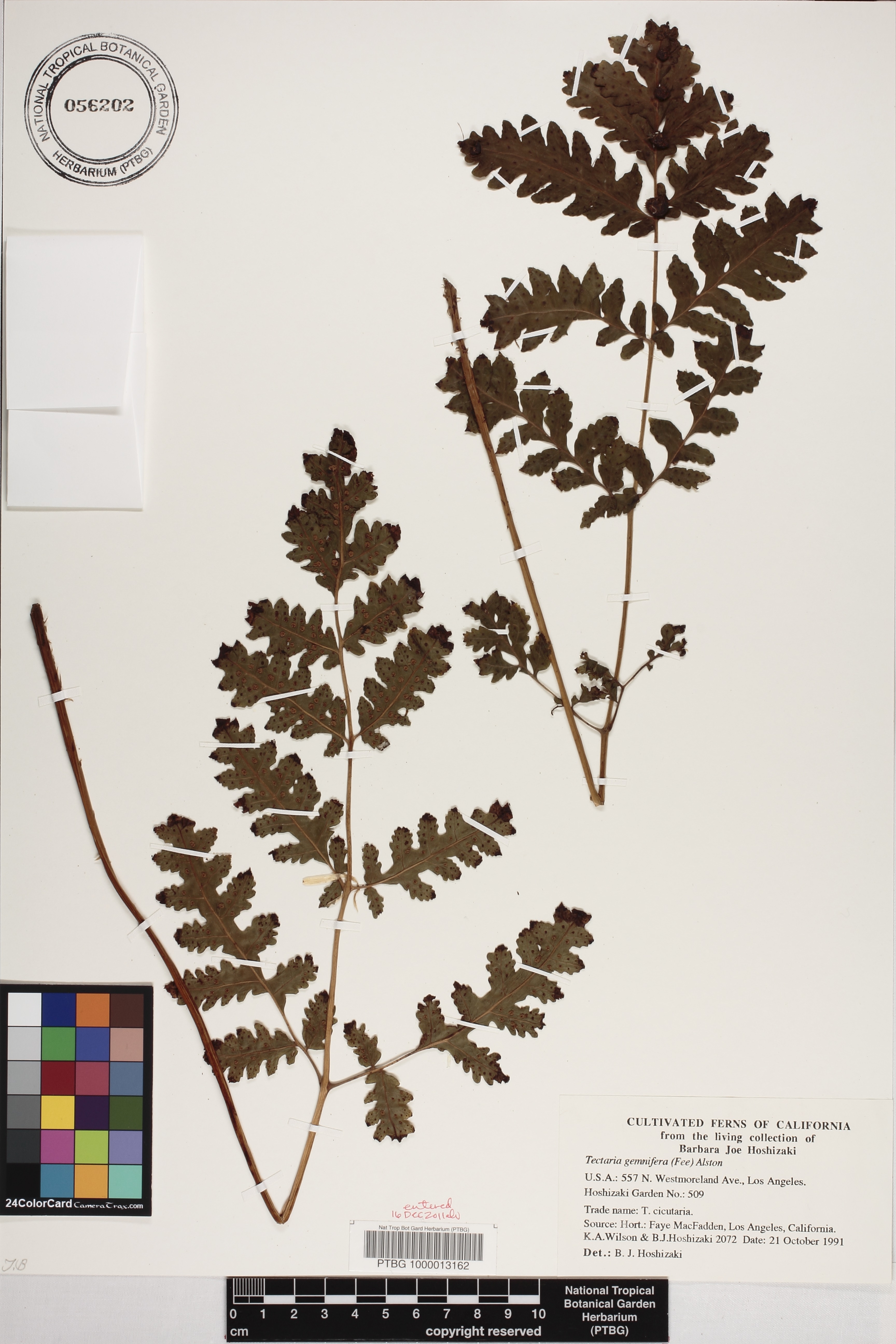 Tectaria gemmifera image