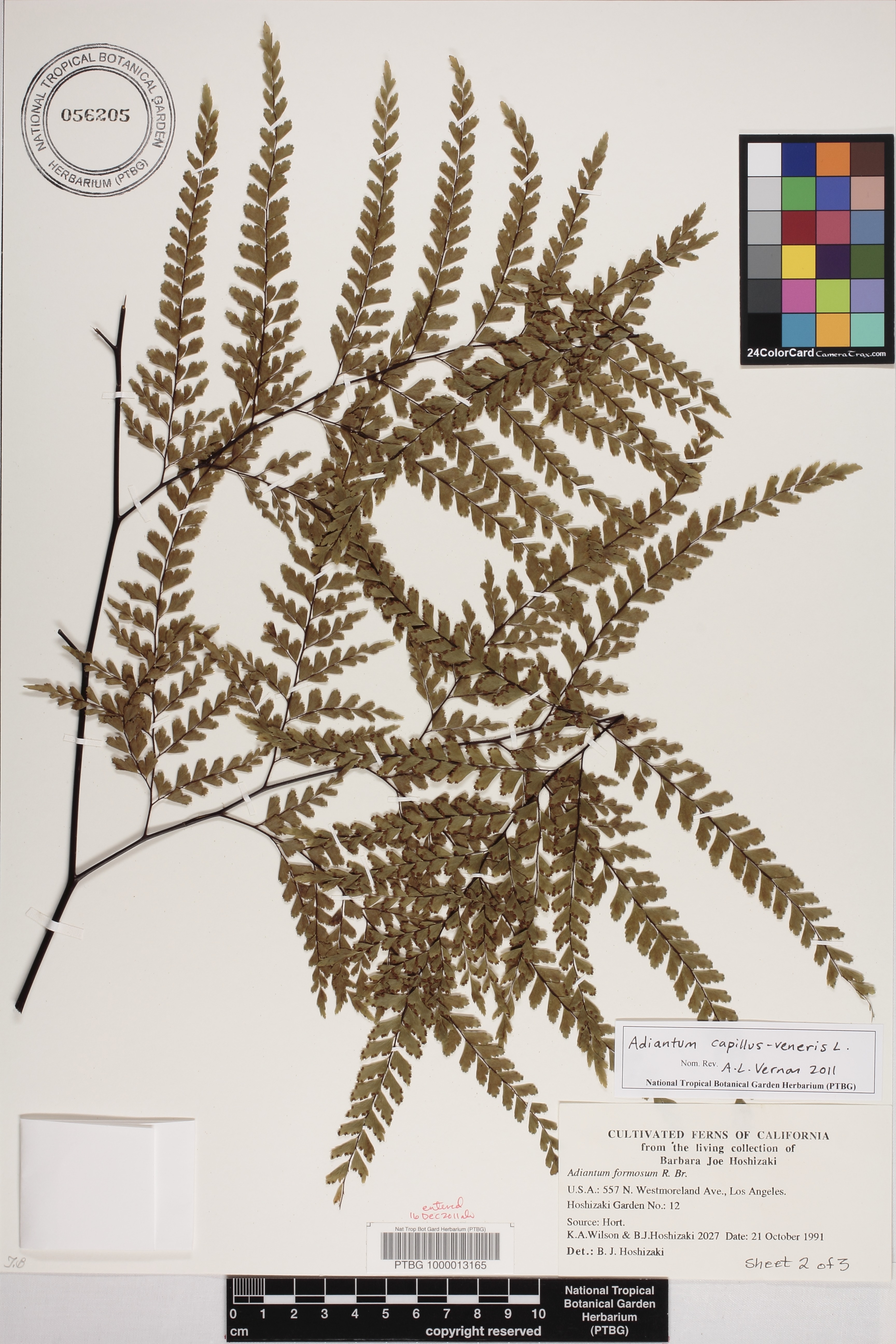 Adiantum capillus-veneris image