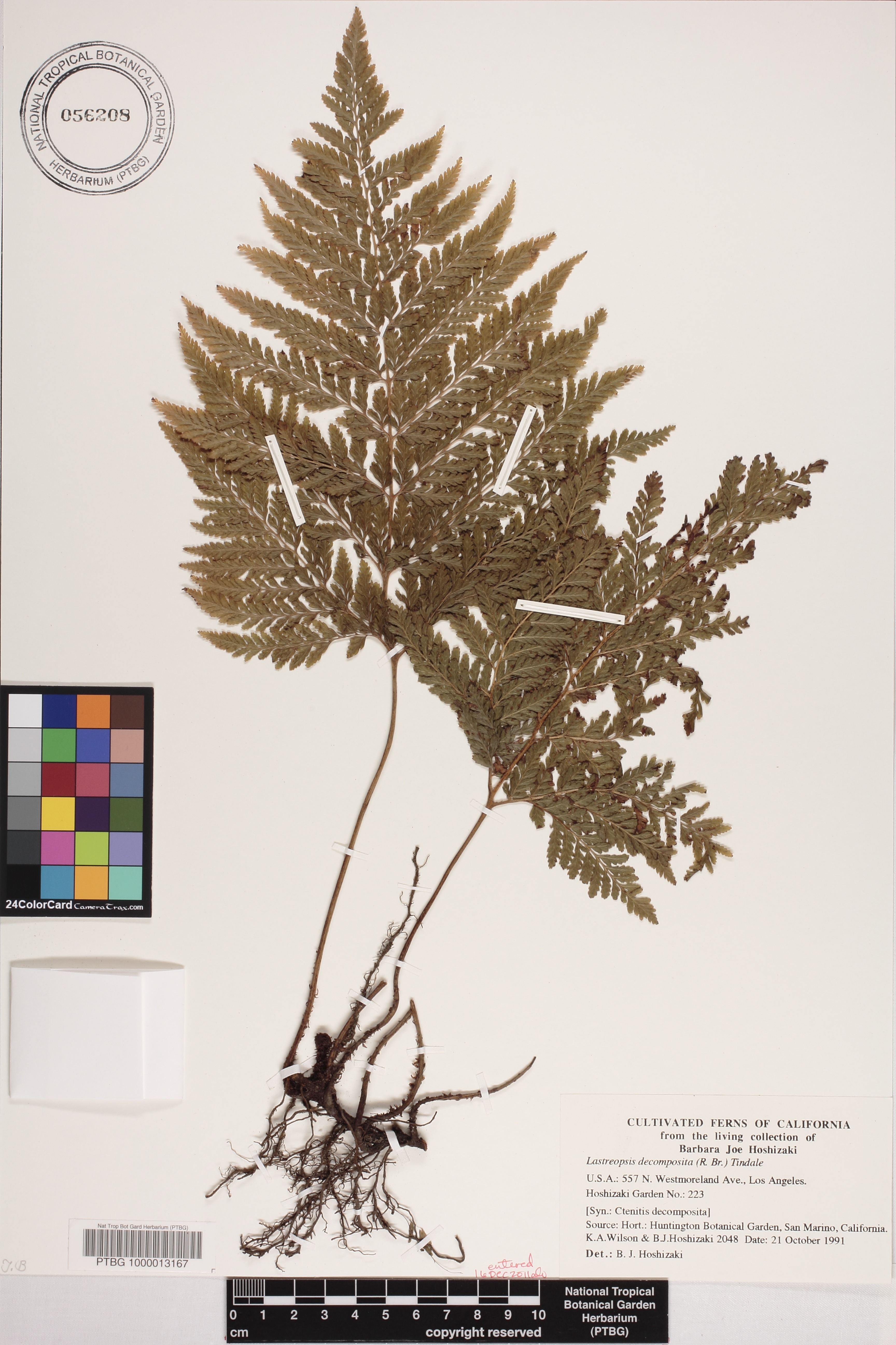 Lastreopsis decomposita image