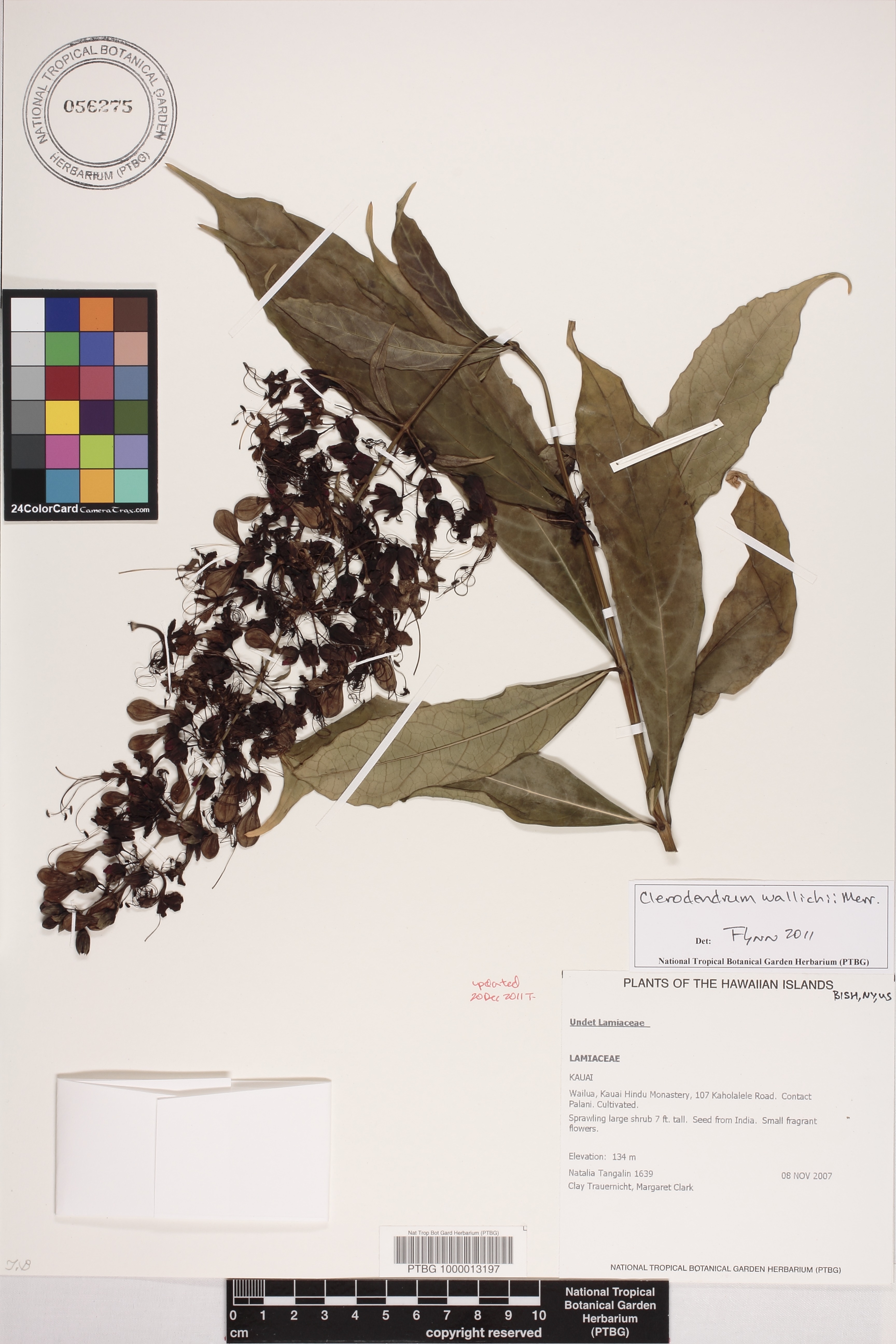 Clerodendrum wallichii image