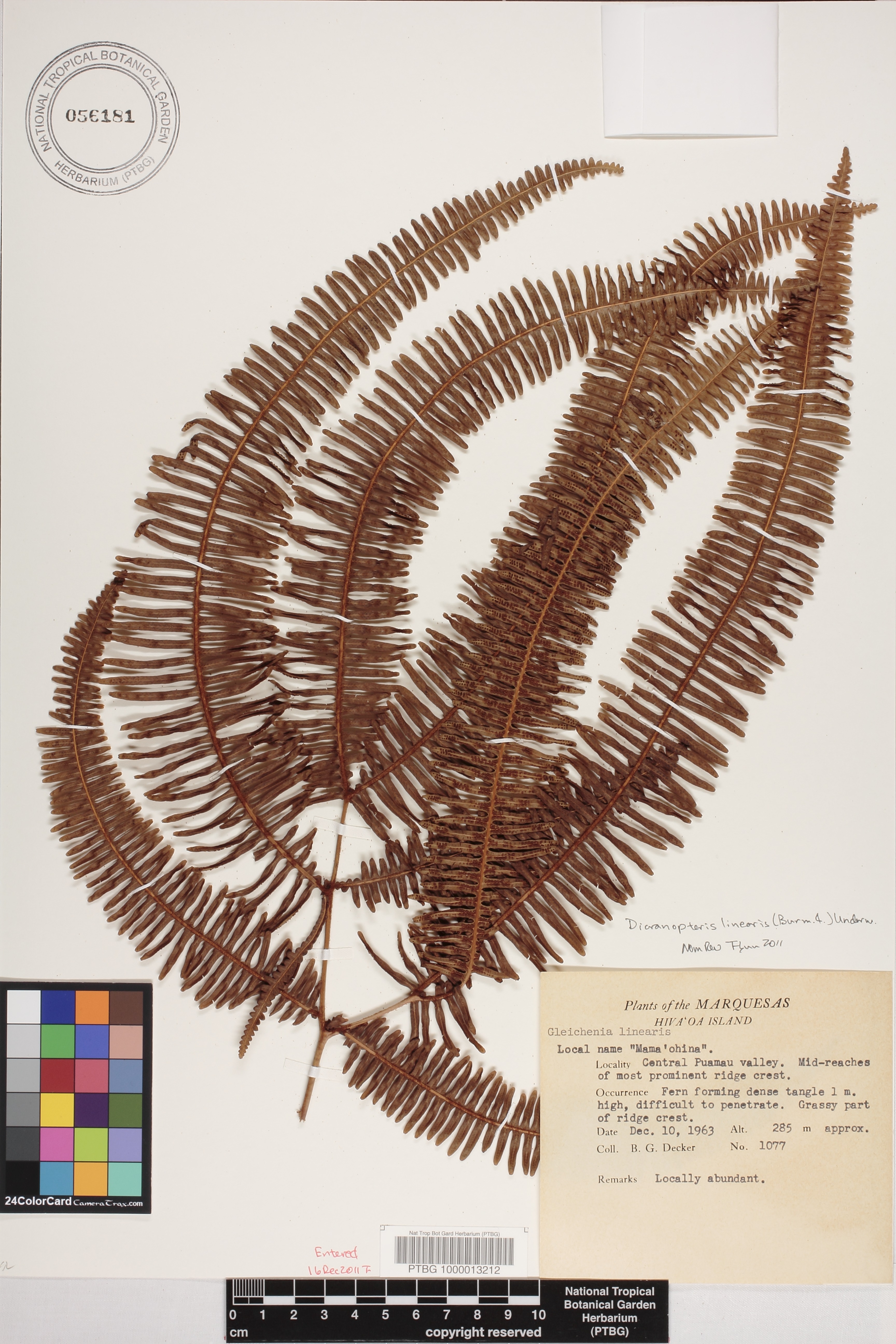 Dicranopteris linearis image