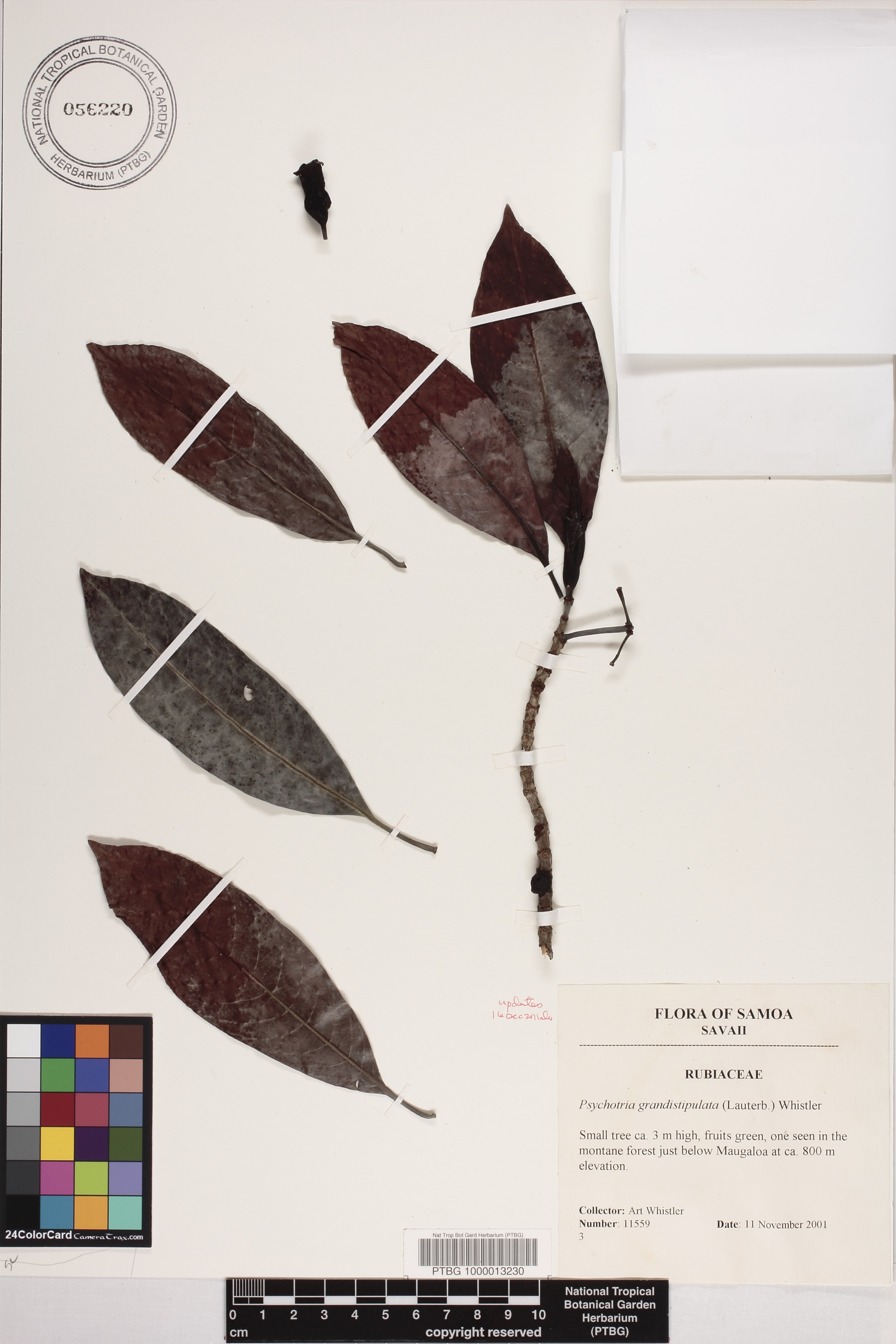 Psychotria grandistipulata image