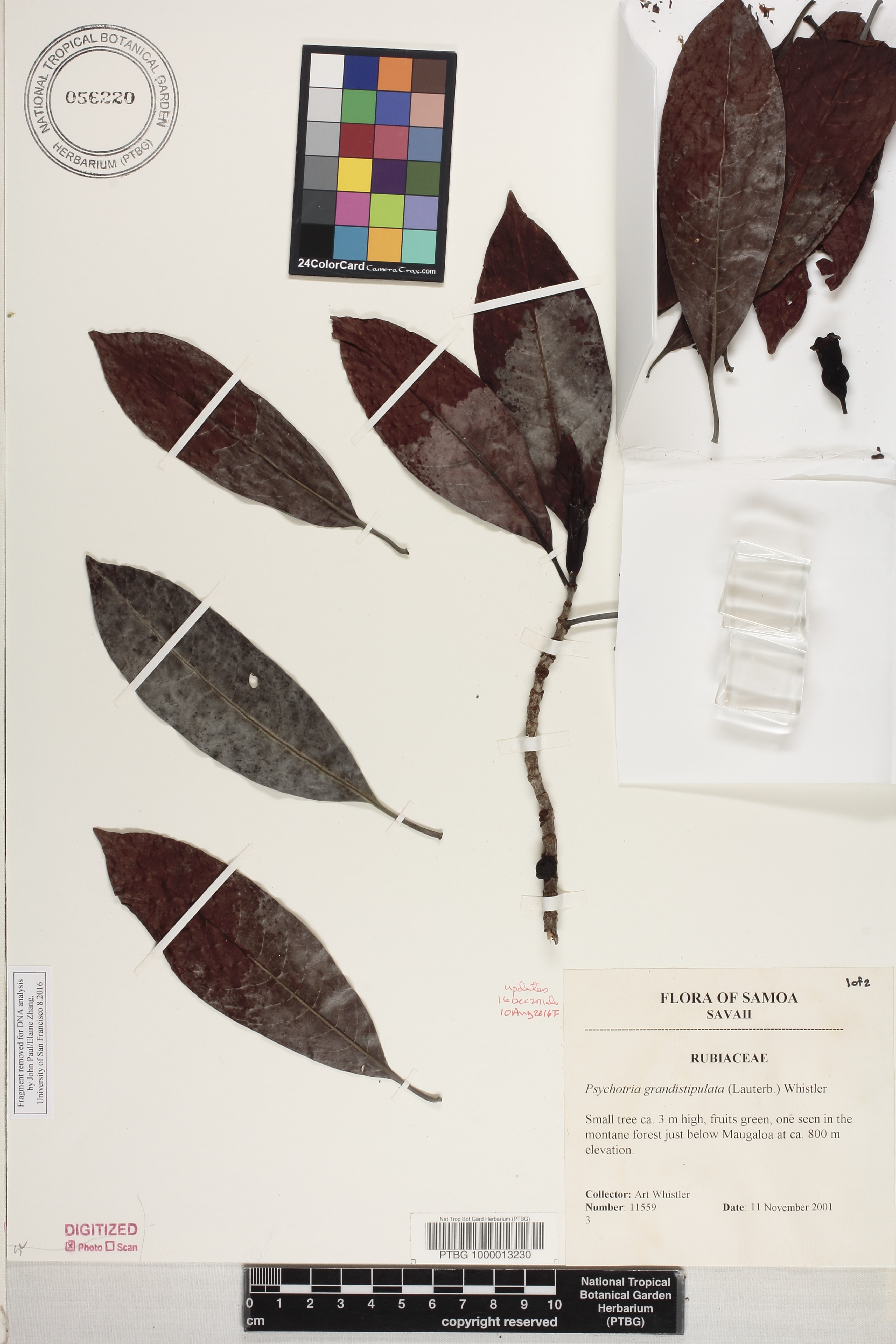 Psychotria grandistipulata image