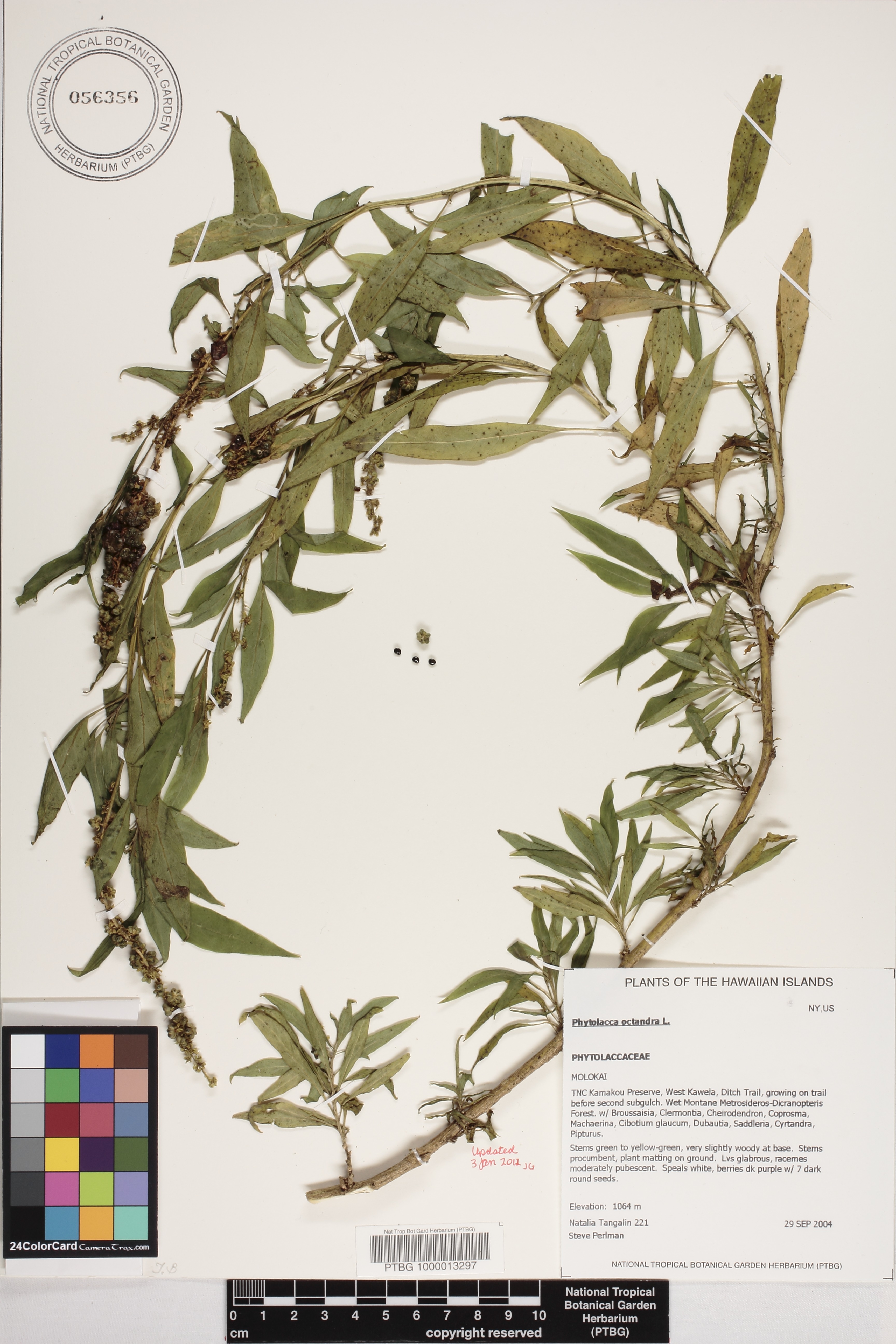Phytolacca image