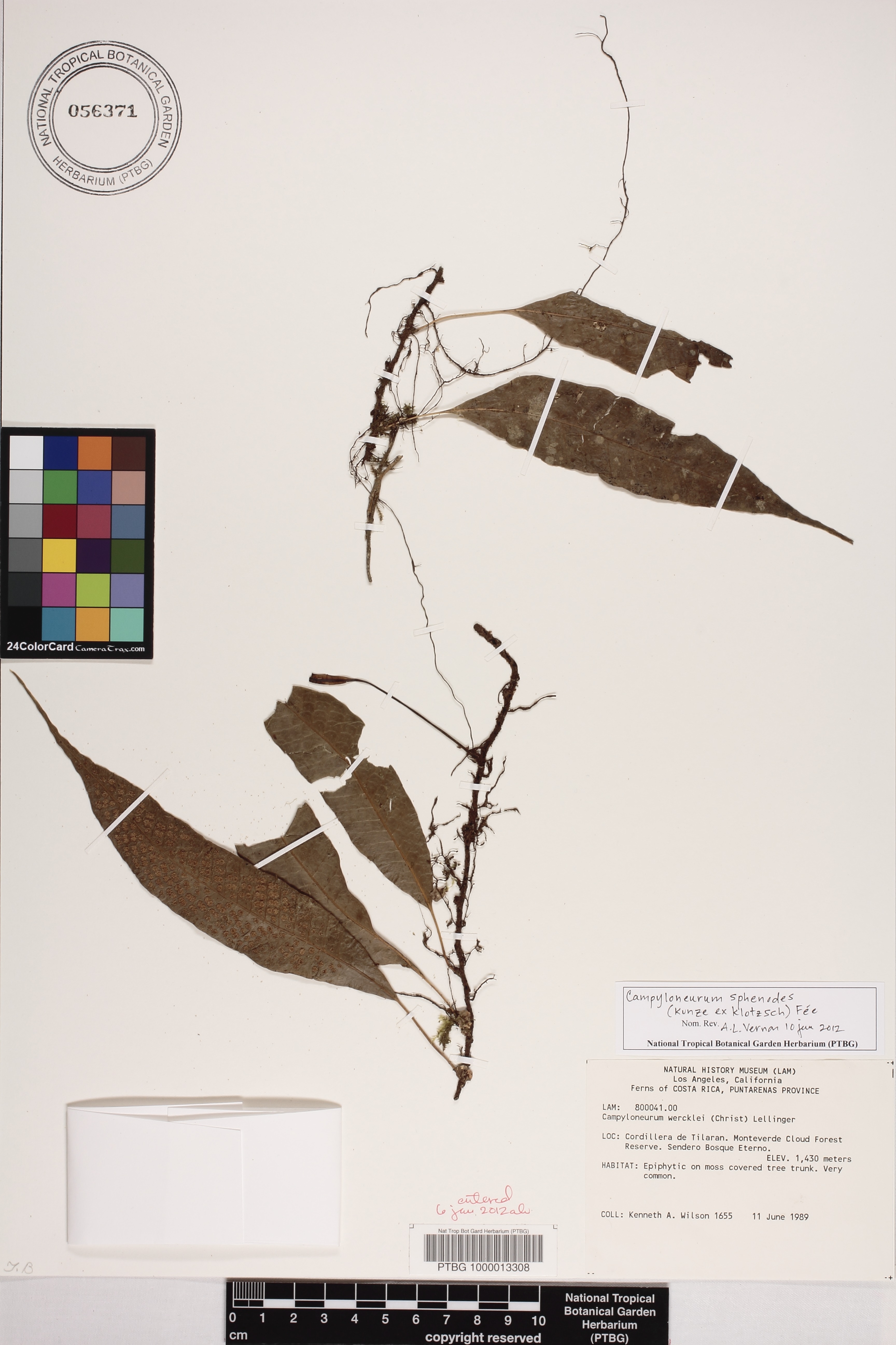 Campyloneurum sphenodes image
