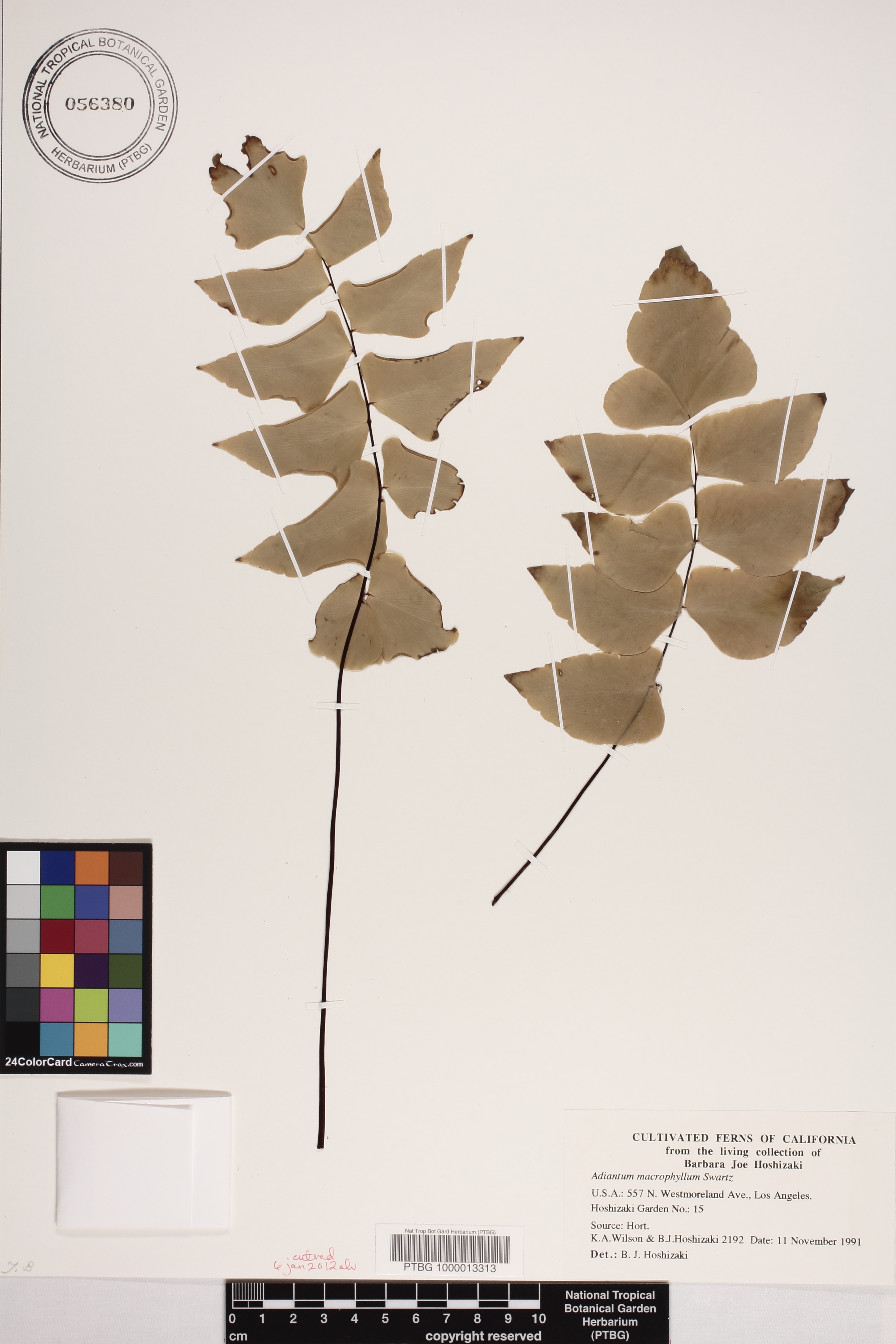 Adiantum macrophyllum image