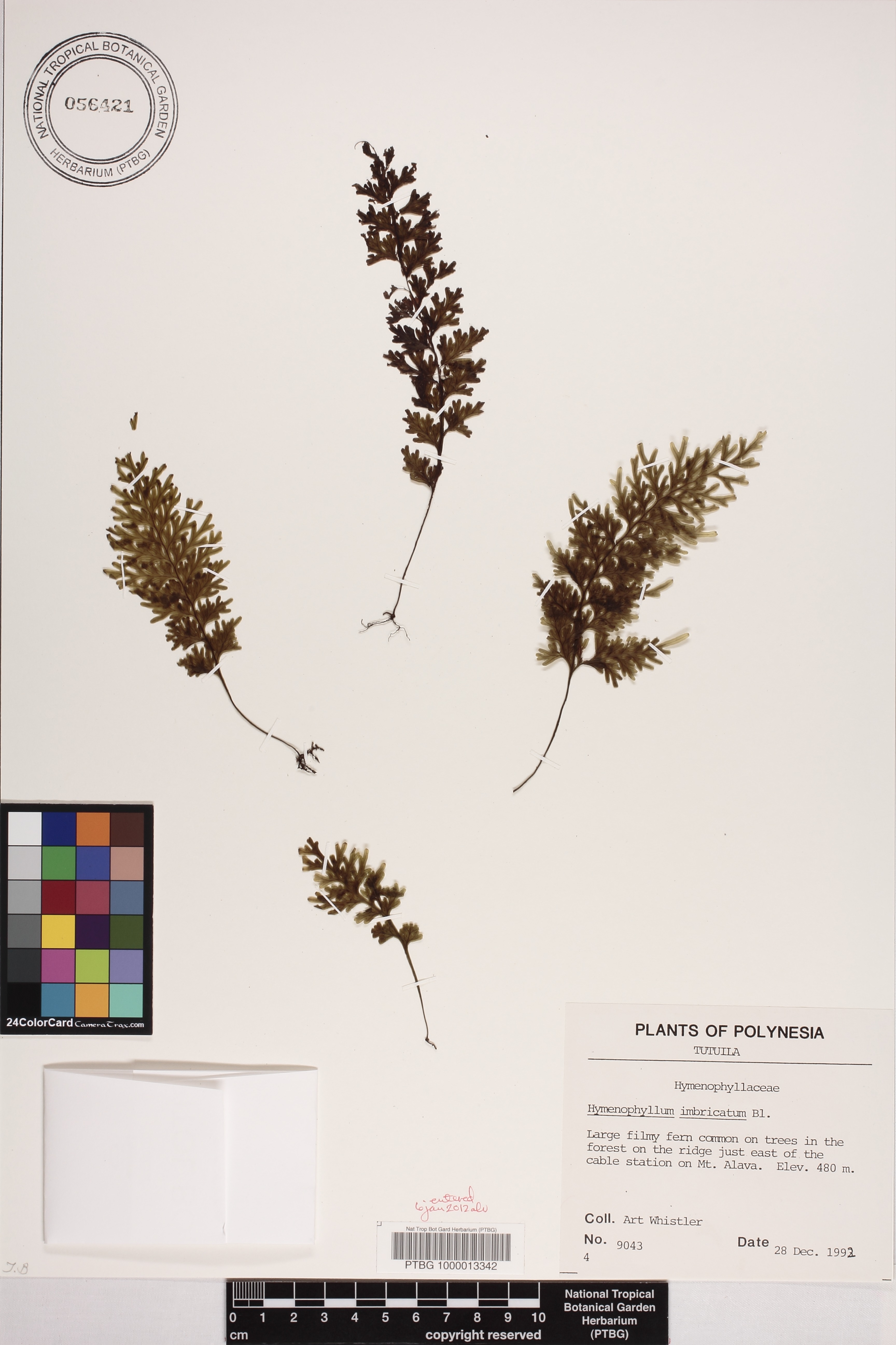 Hymenophyllum imbricatum image