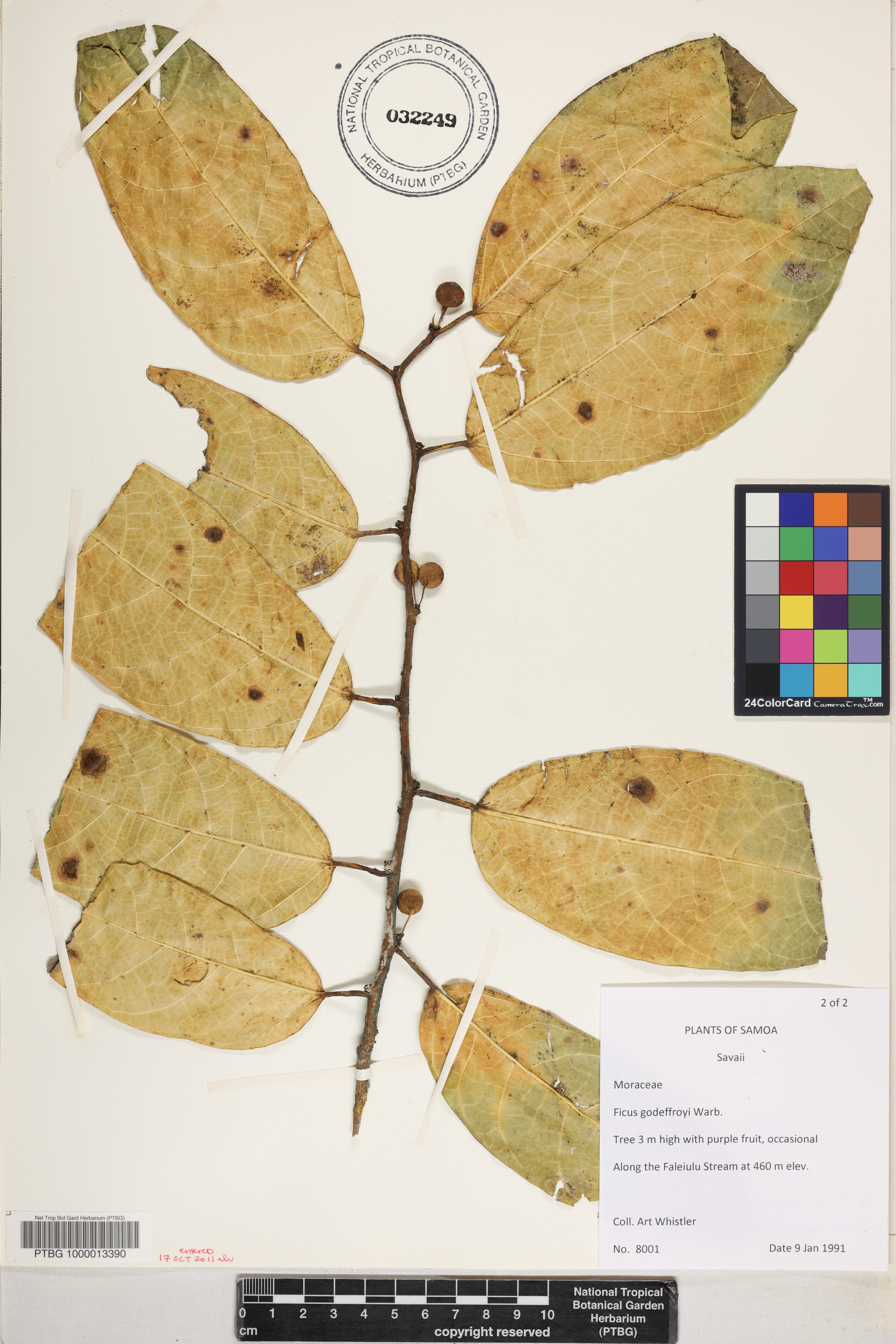 Ficus godeffroyi image