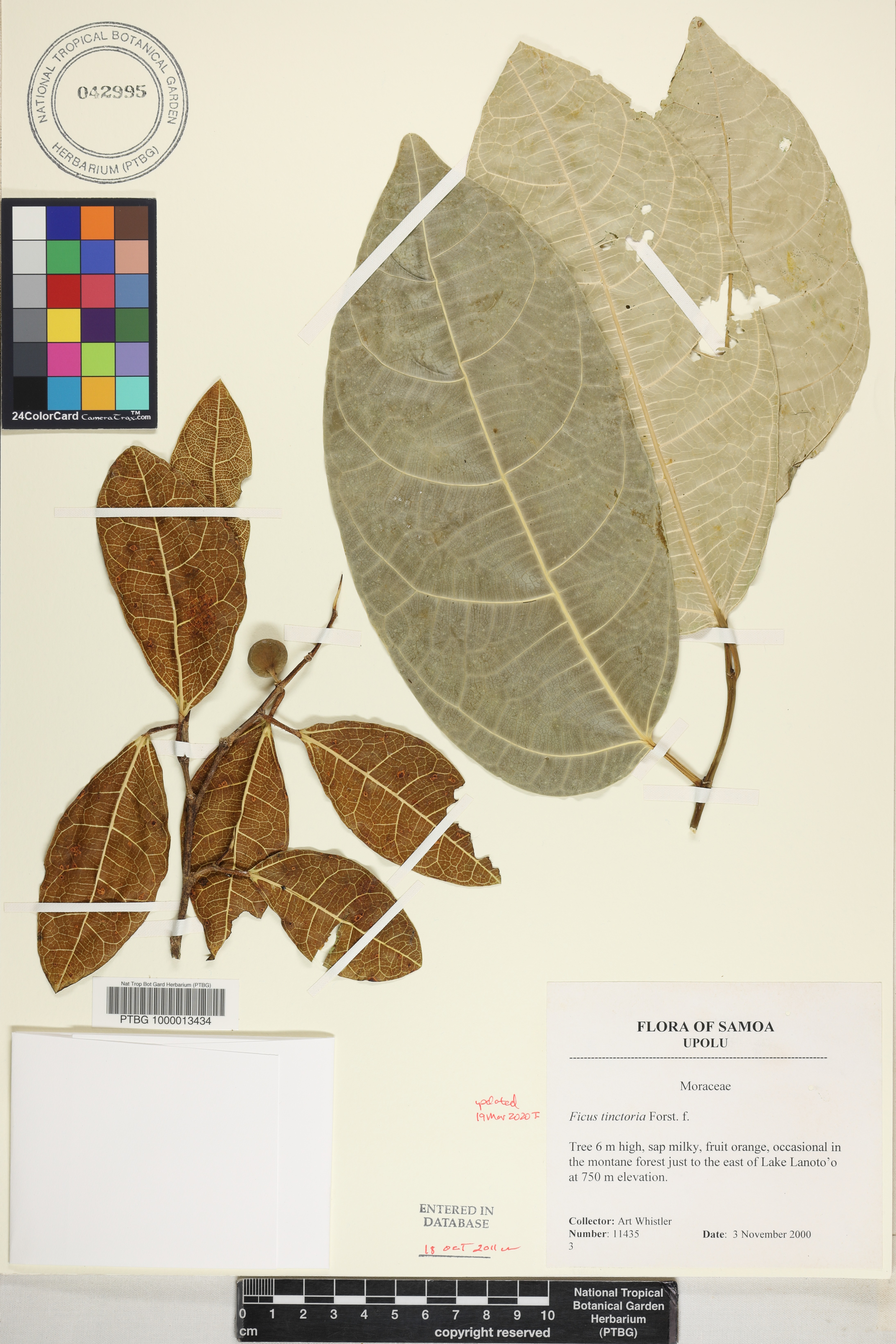Ficus tinctoria image