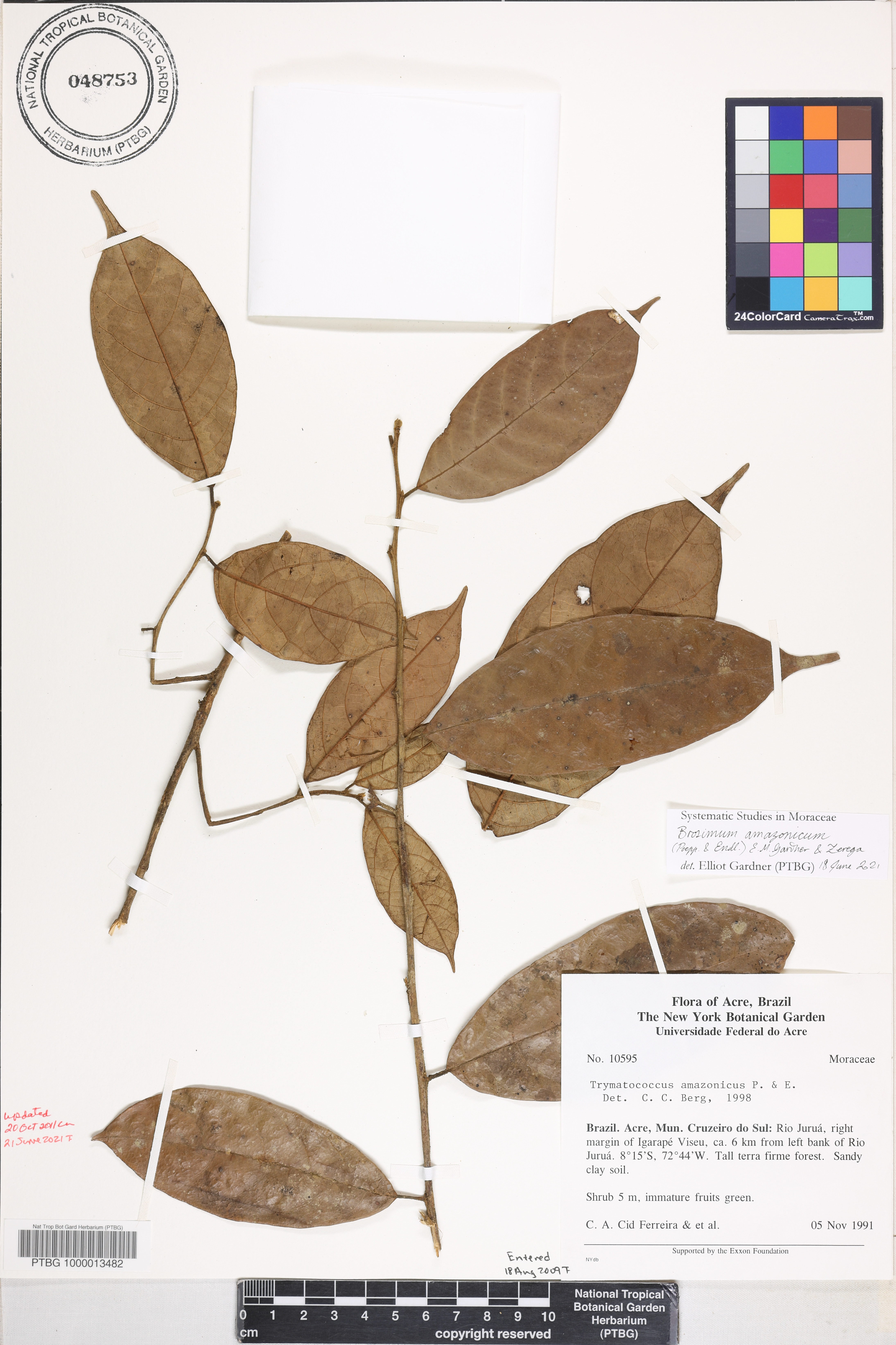 Brosimum amazonicum image