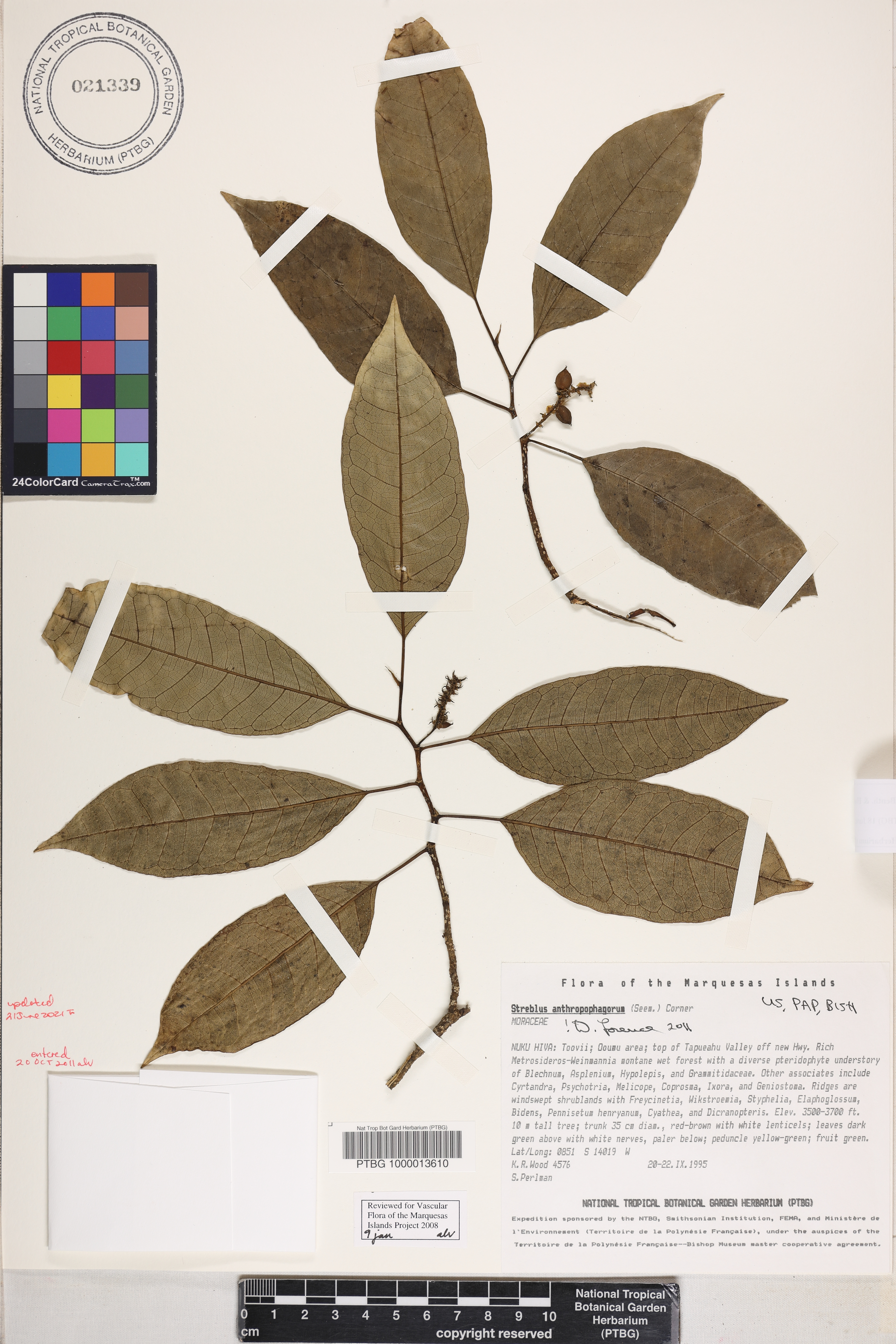 Streblus anthropophagorum image
