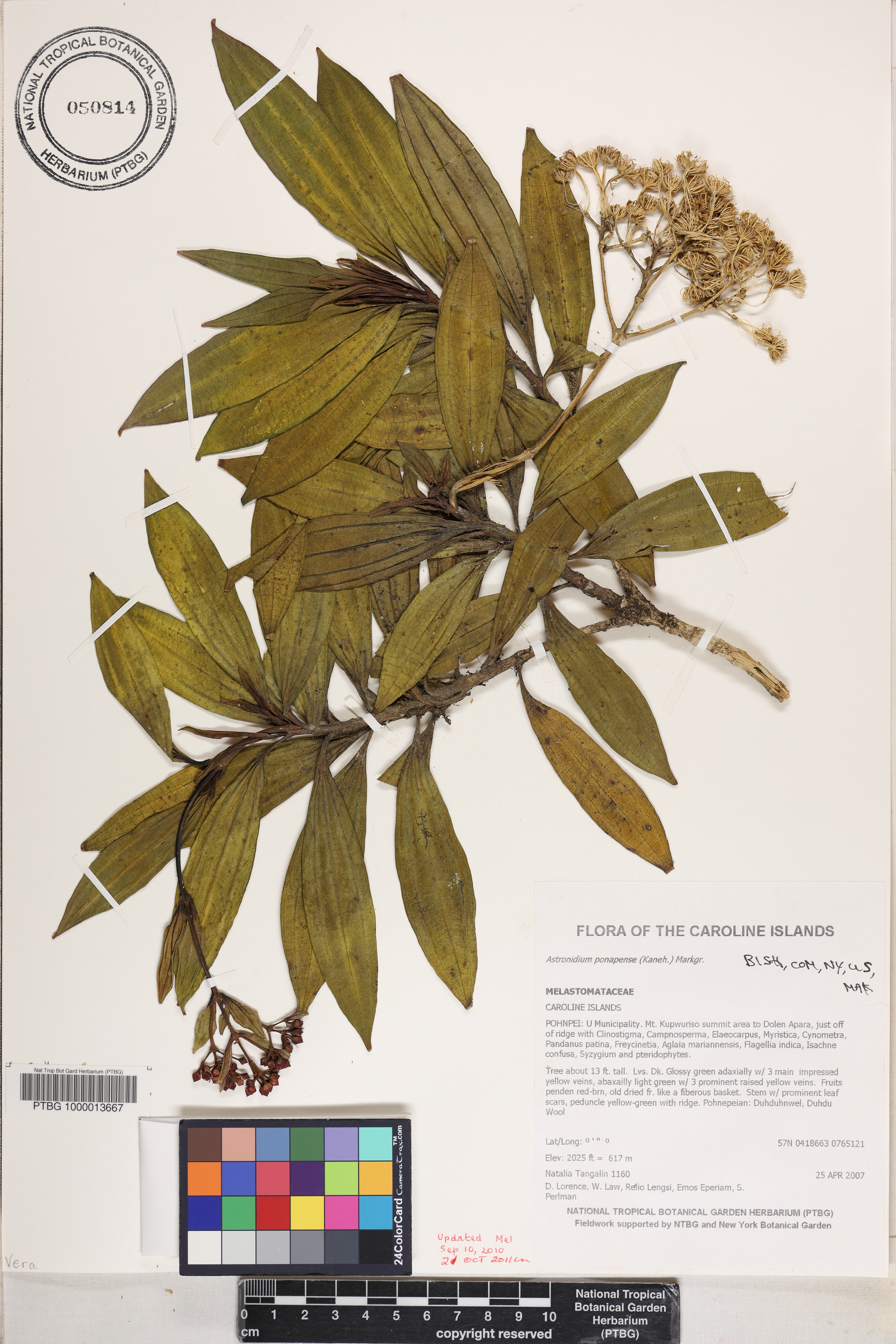 Astronidium ponapense image