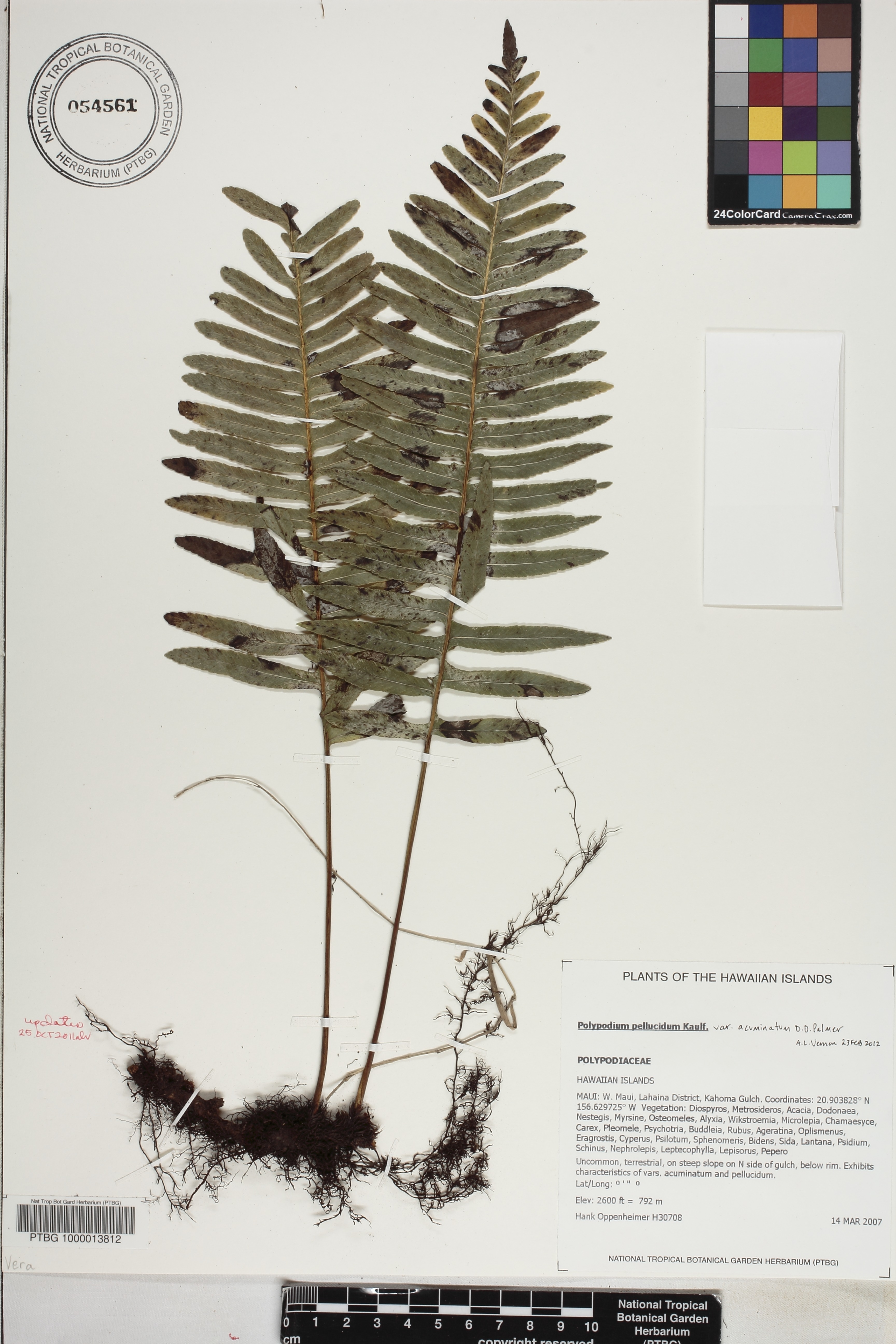 Polypodium pellucidum var. acuminatum image