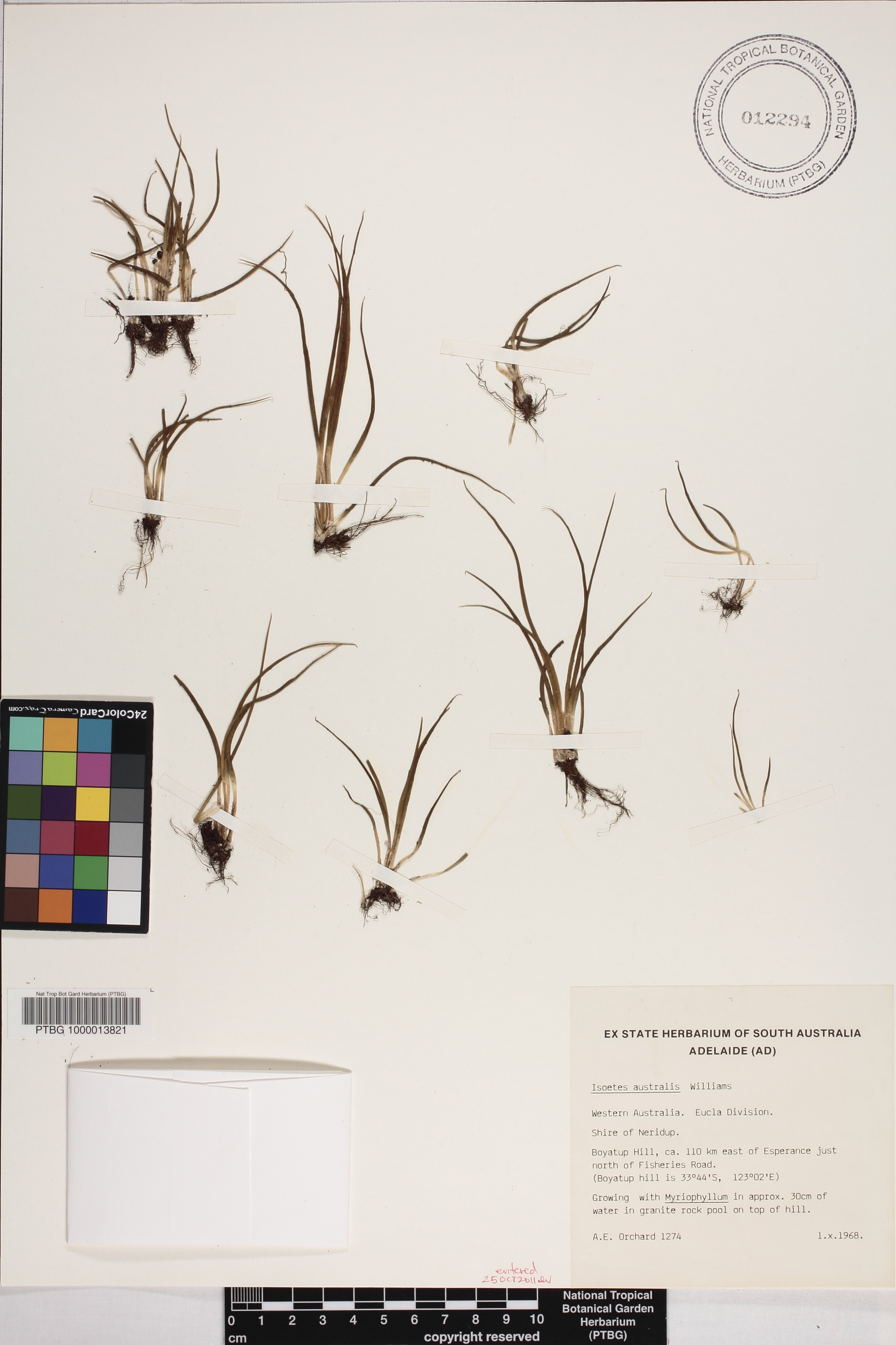 Isoetes australis image