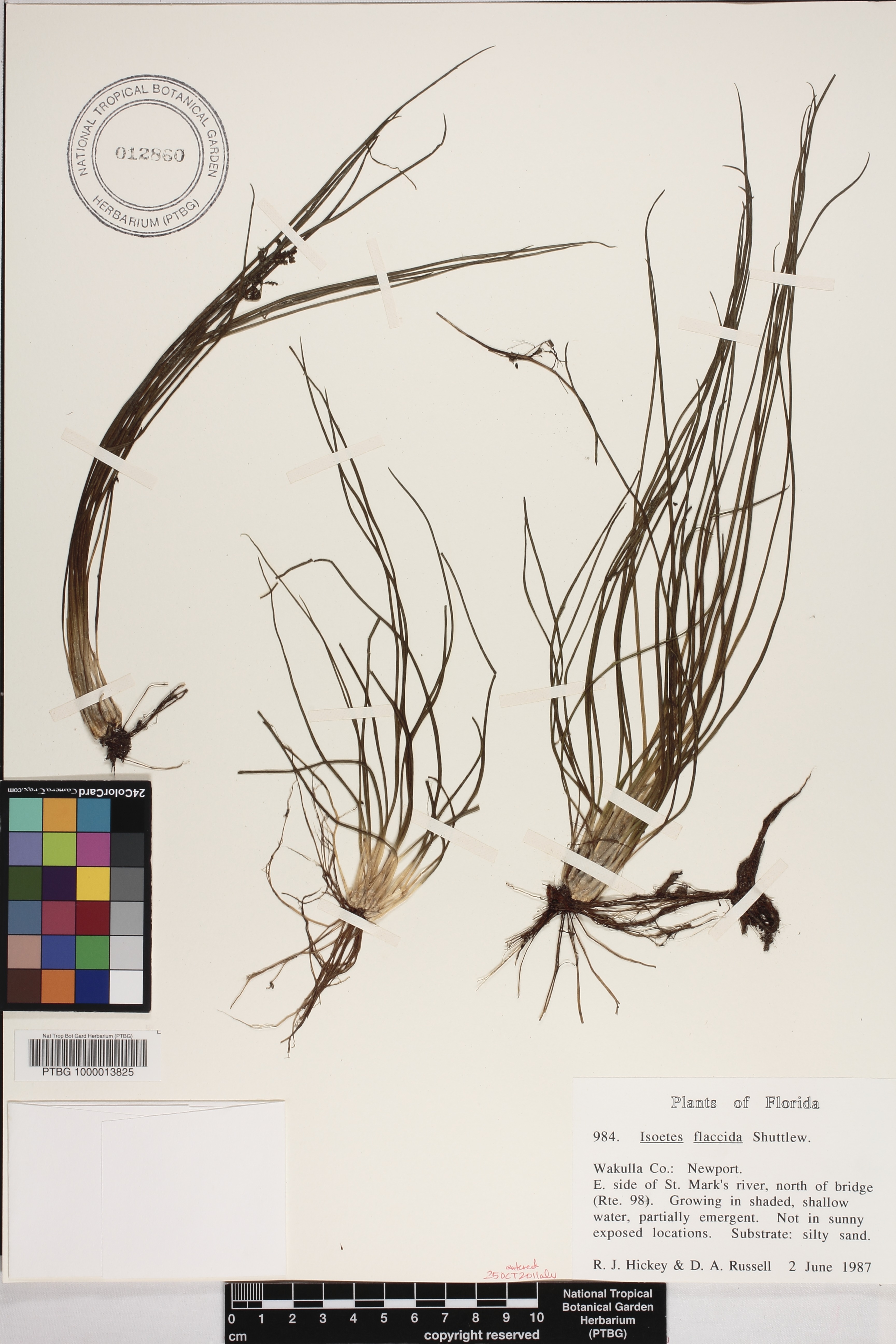 Isoetes flaccida image
