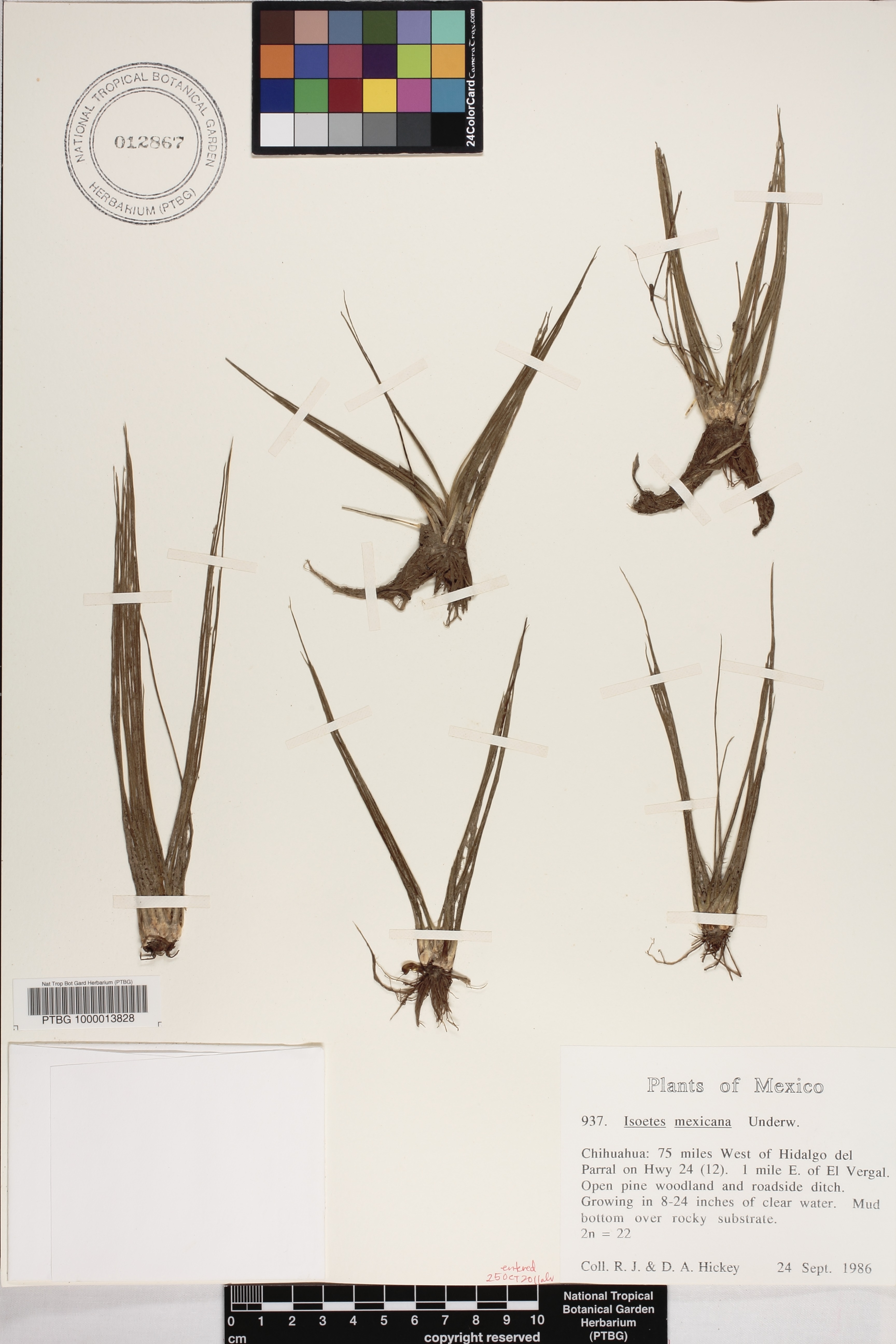 Isoetes mexicana image