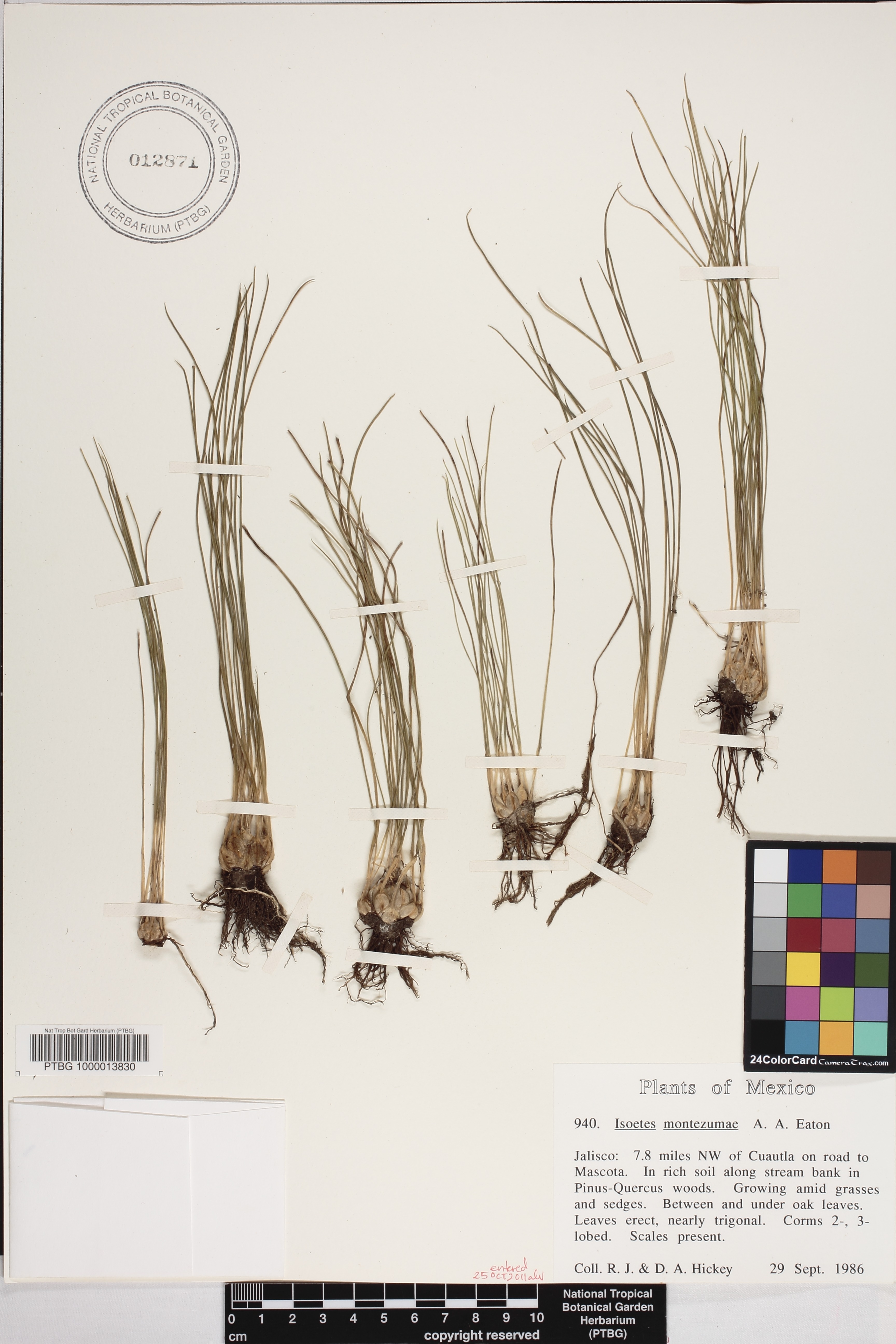 Isoetes montezumae image