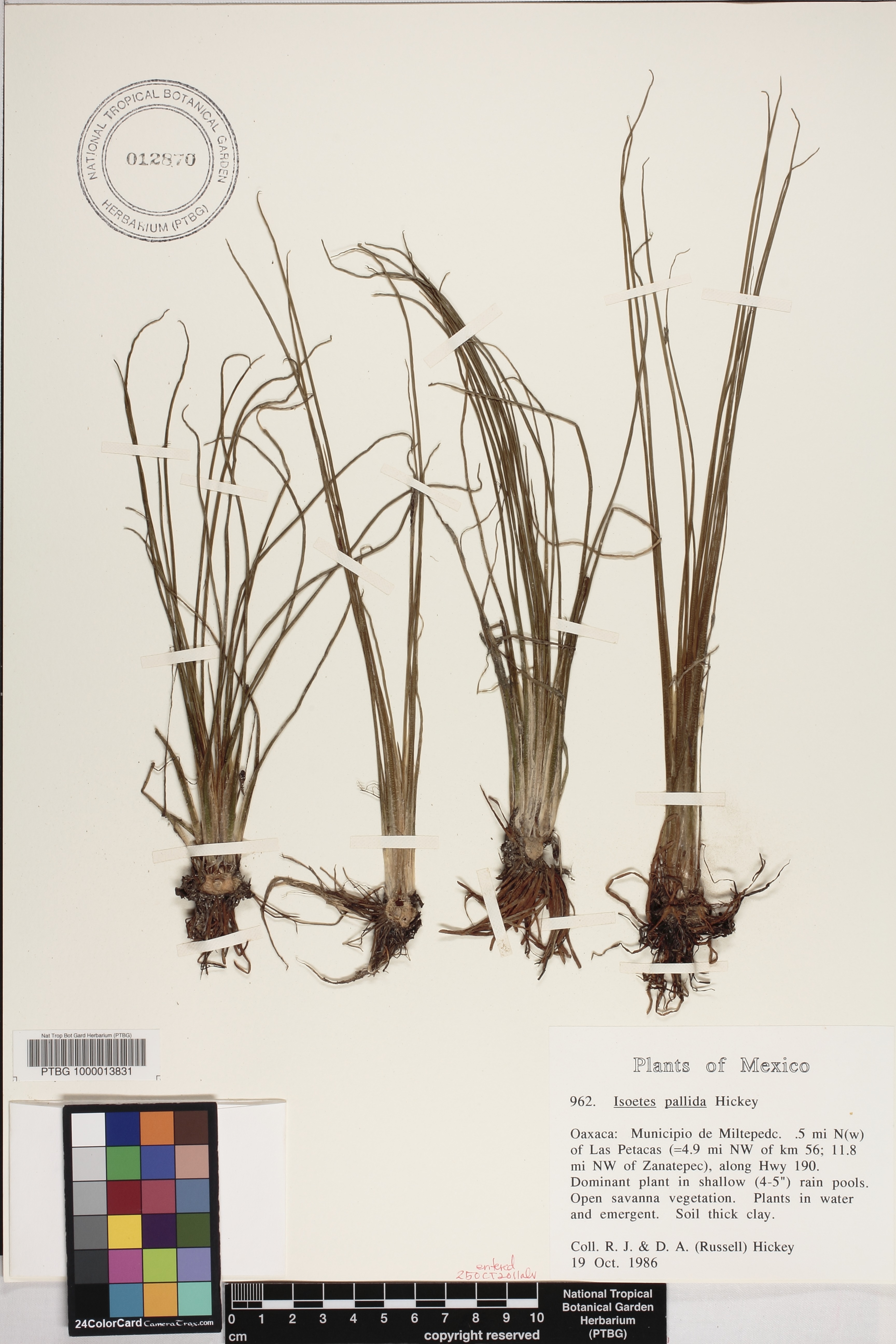Isoetes pallida image