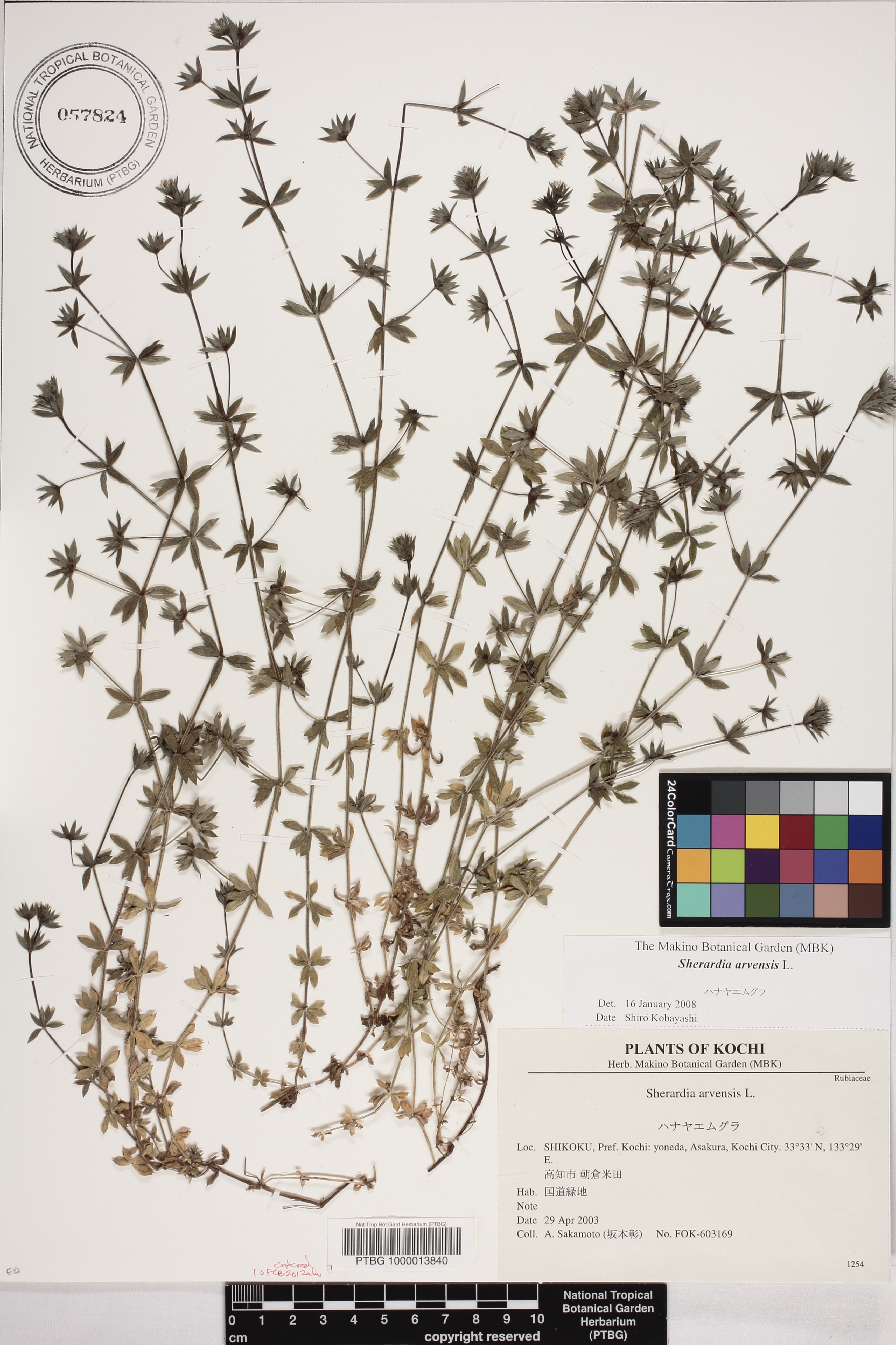 Sherardia arvensis image