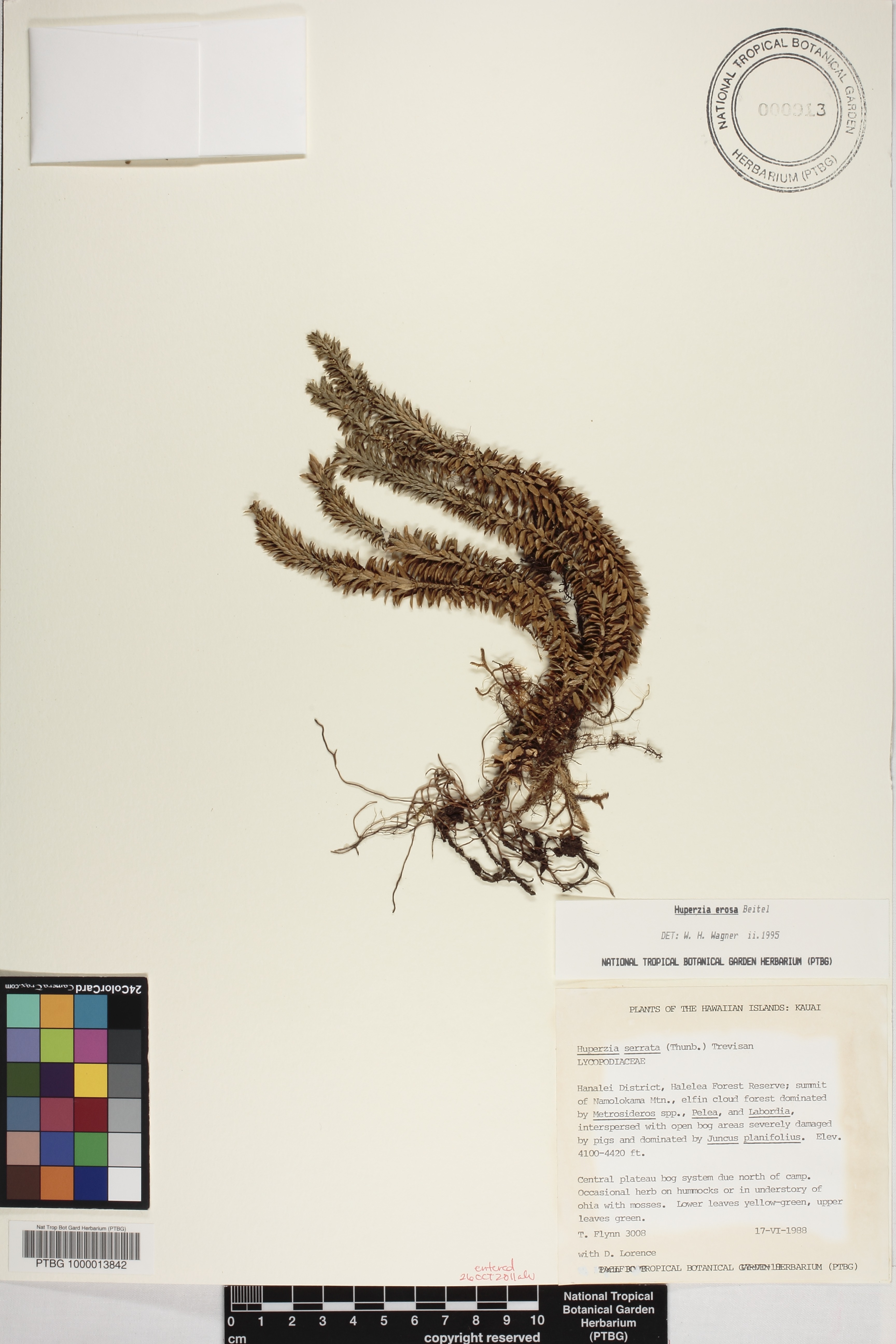 Lycopodiaceae image