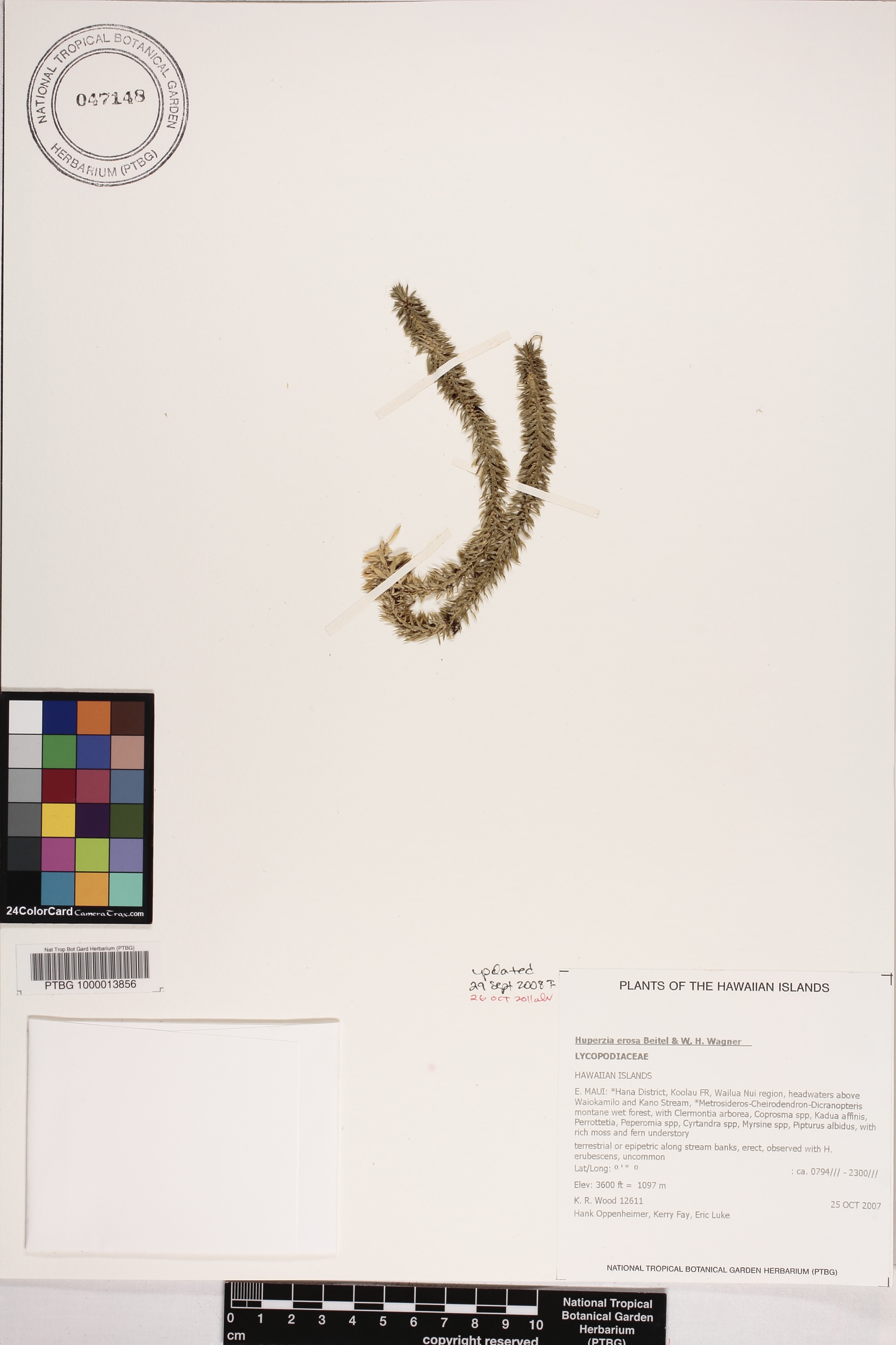Lycopodiaceae image
