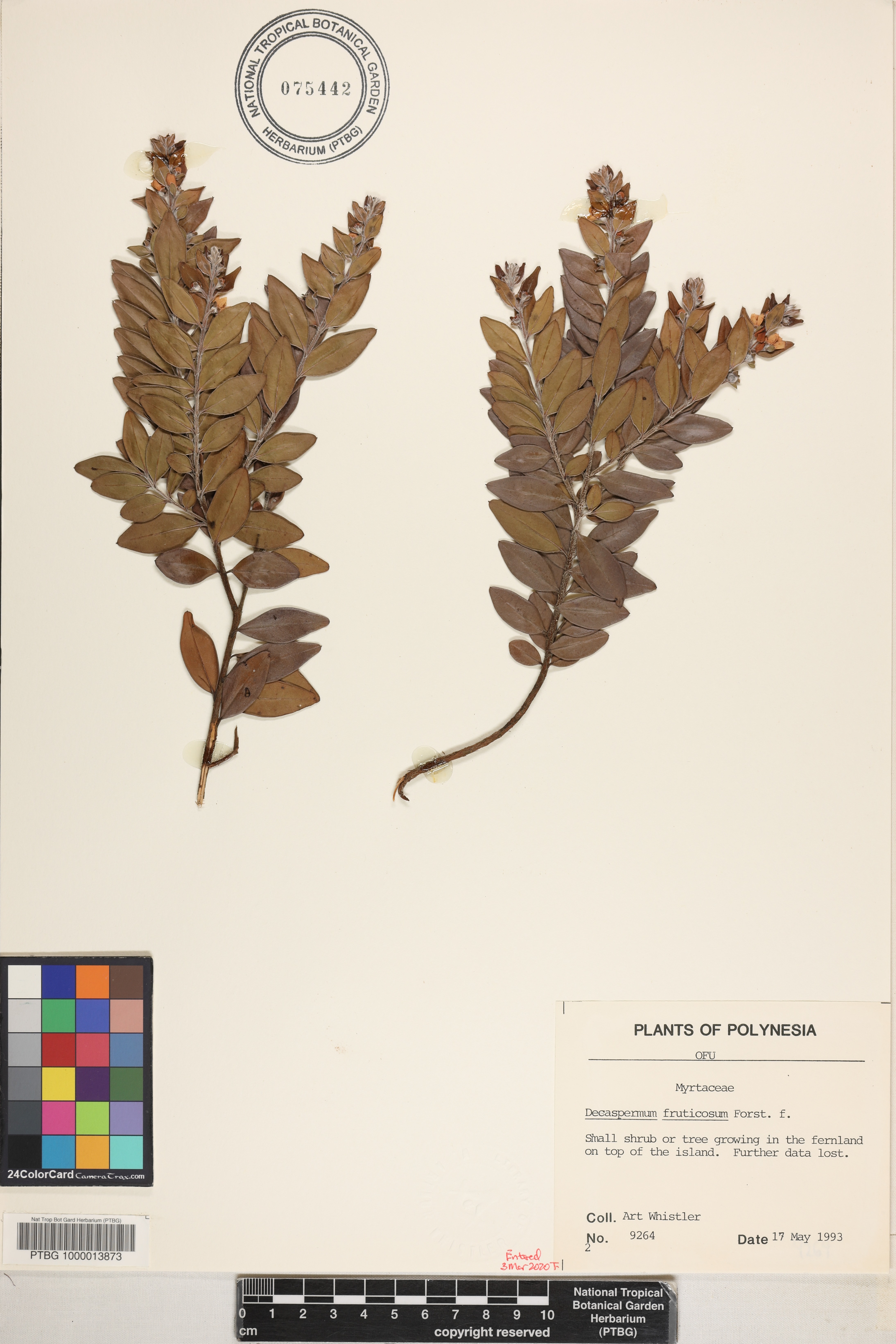 Decaspermum fruticosum image
