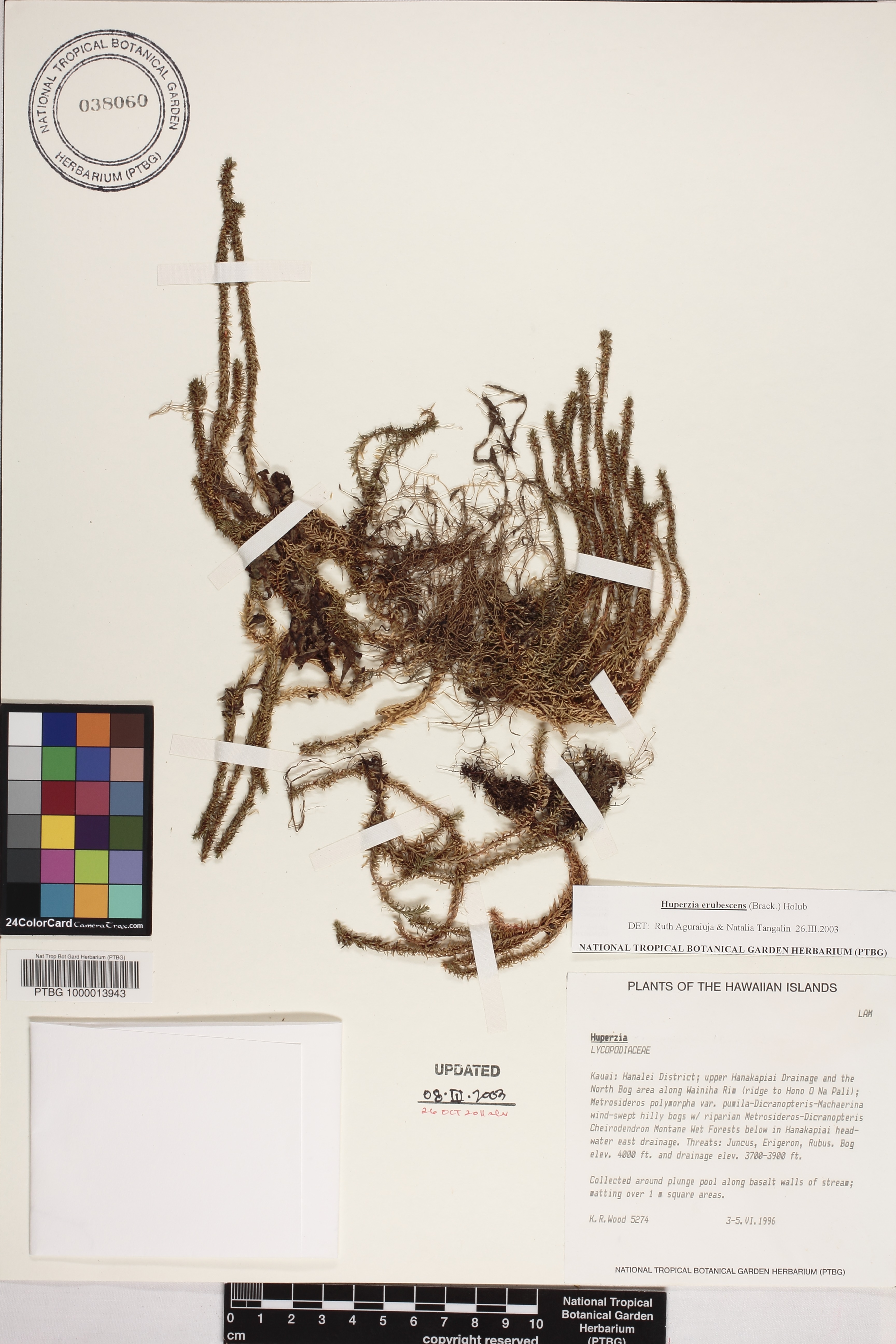 Huperzia erubescens image