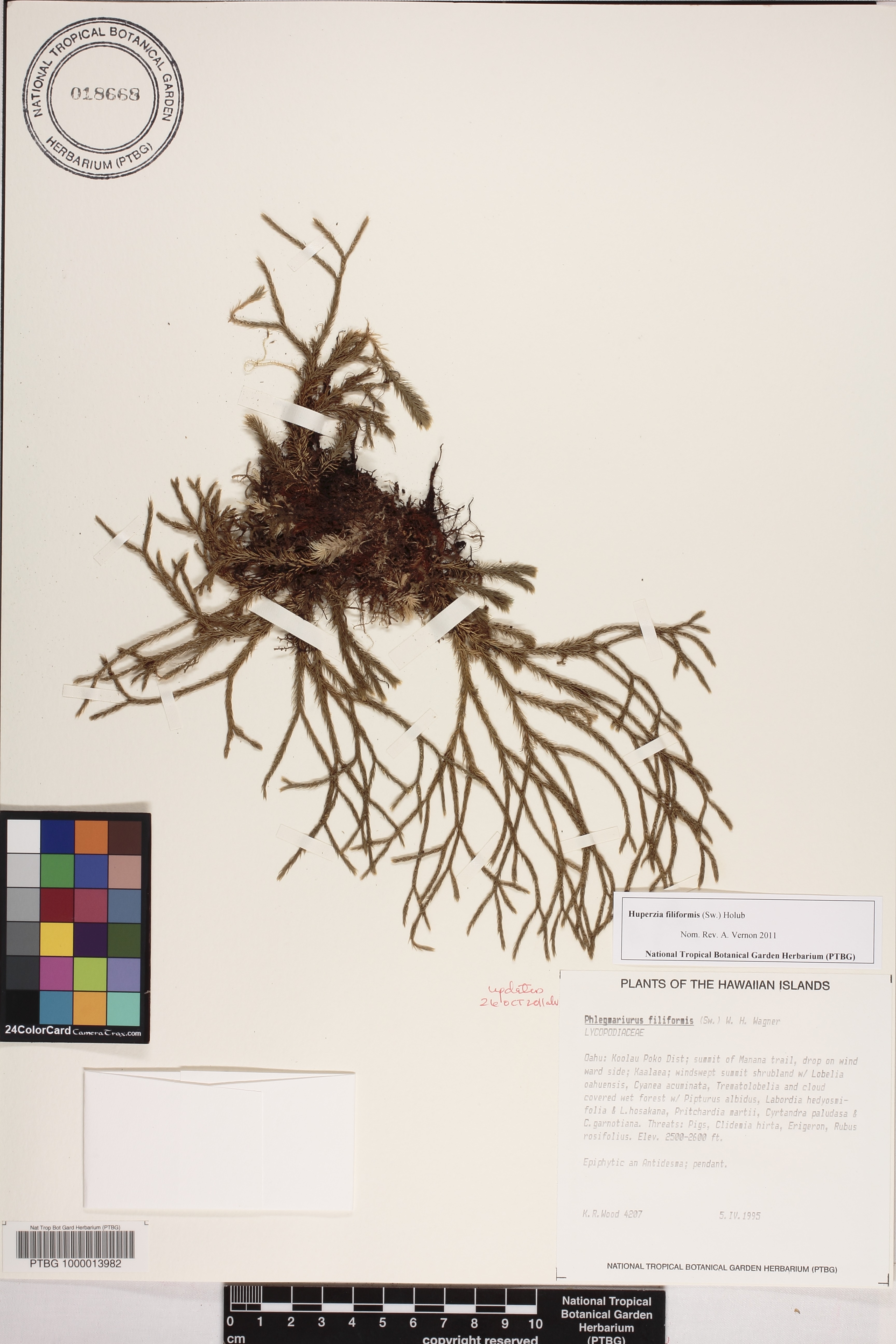 Huperzia filiformis image