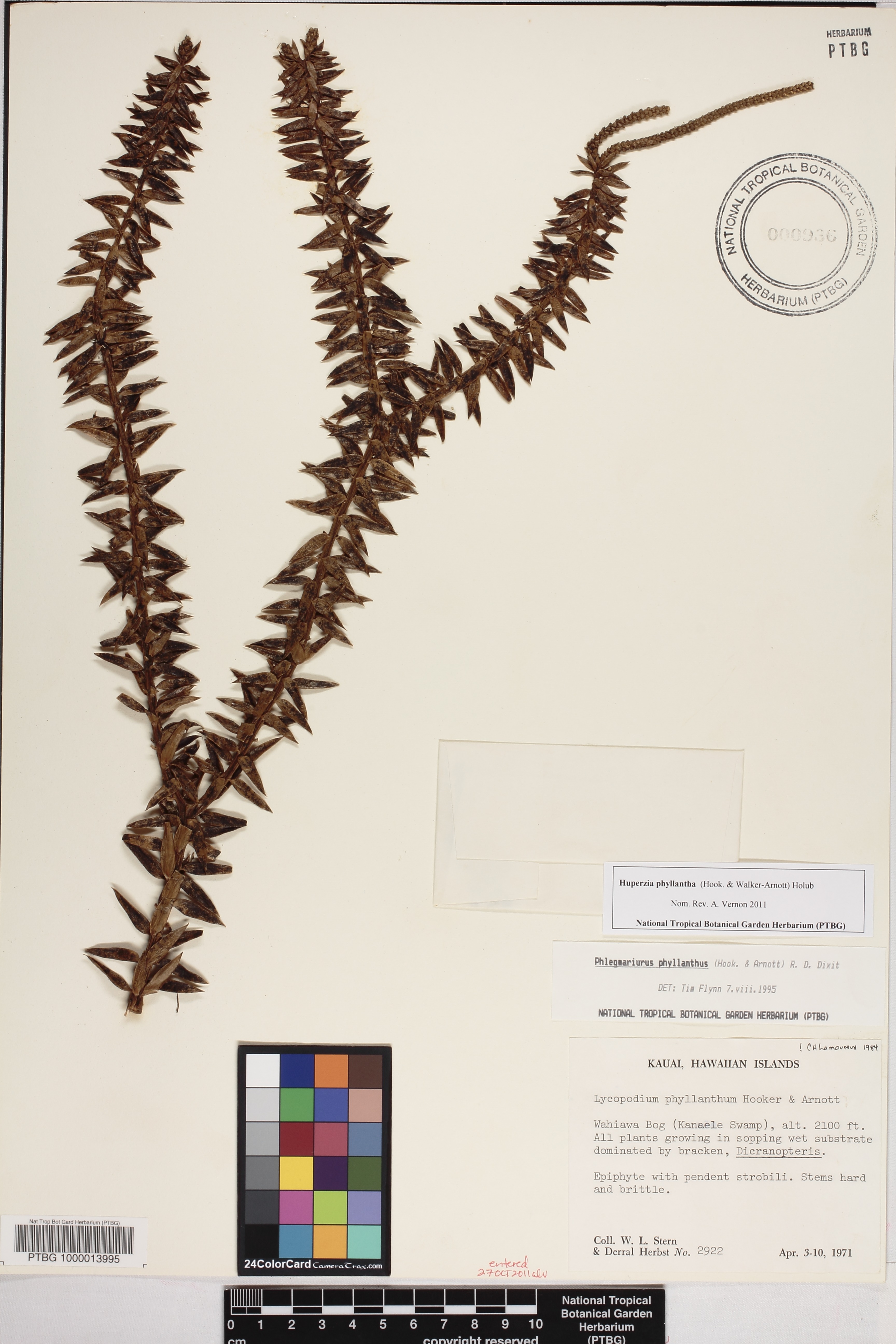 Huperzia phyllantha image