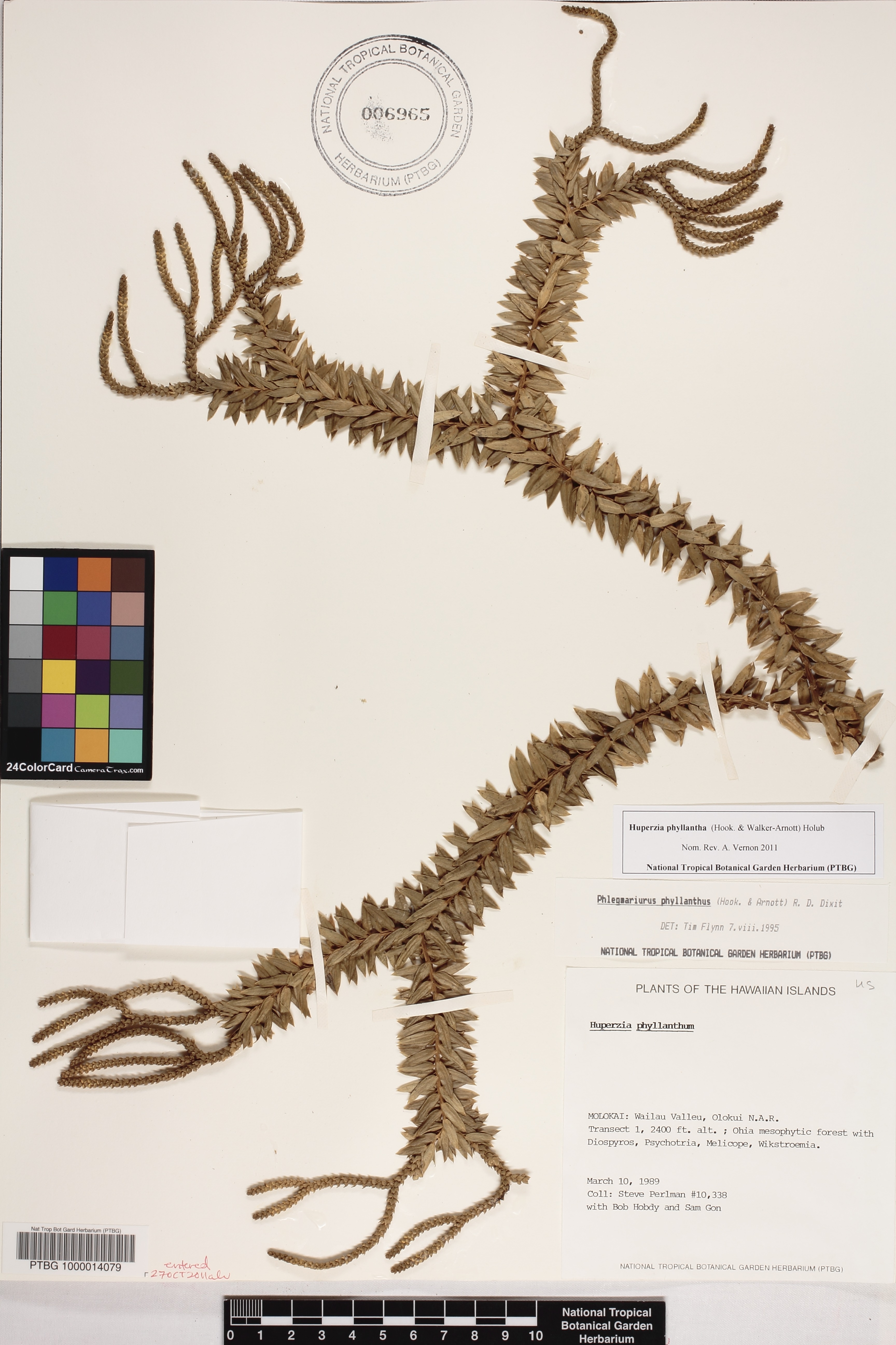 Huperzia phyllantha image
