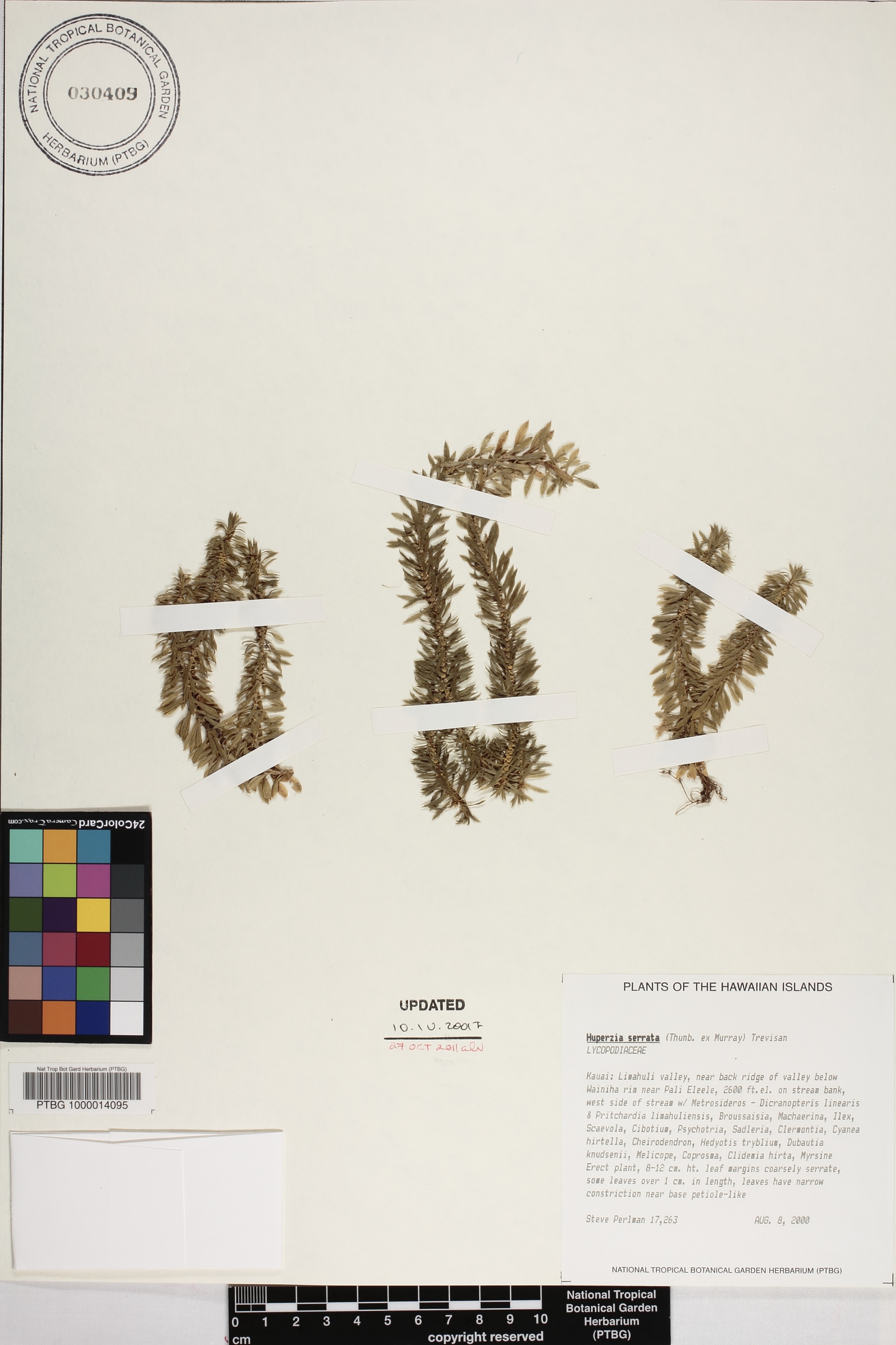 Lycopodiaceae image