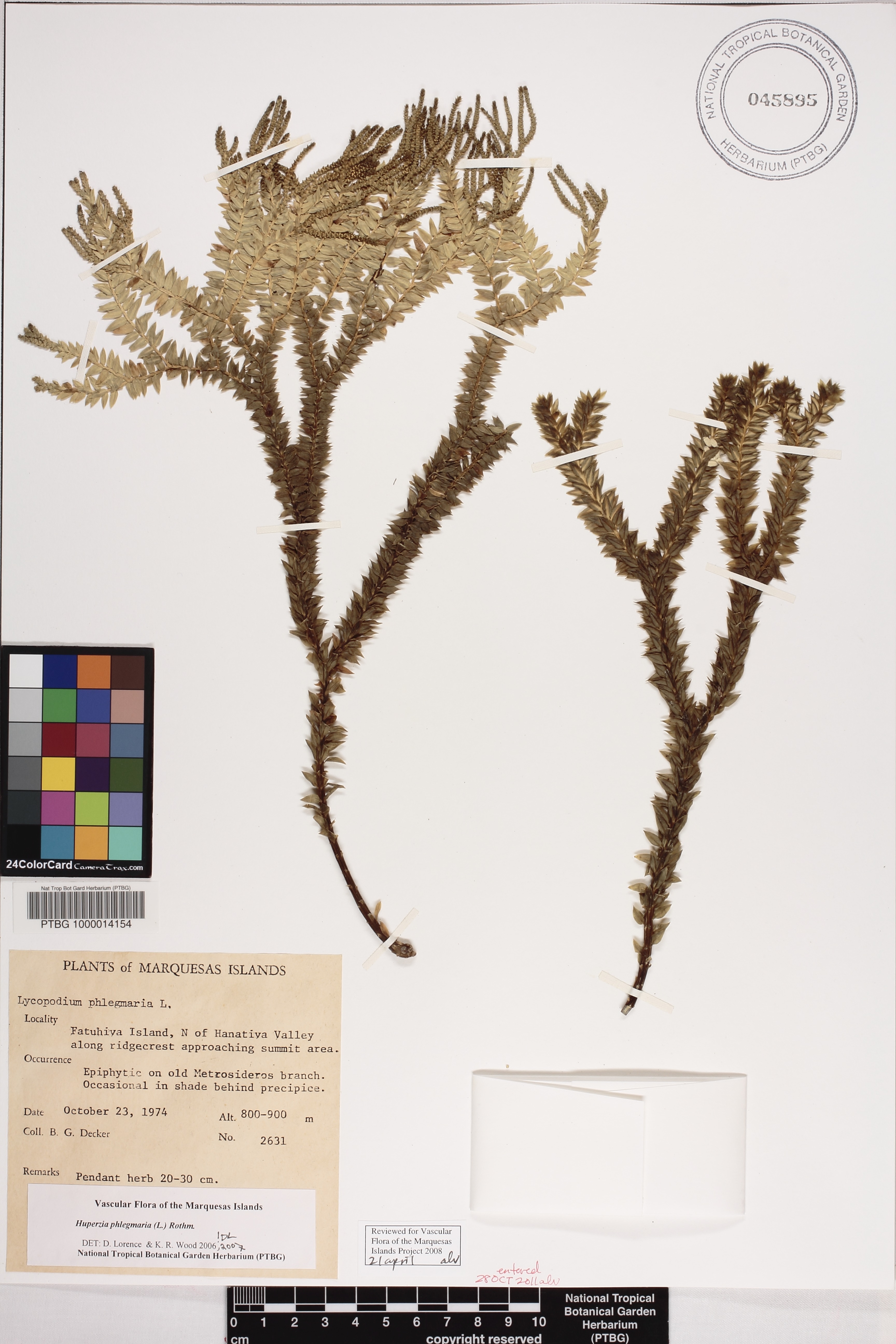 Huperzia phlegmaria image