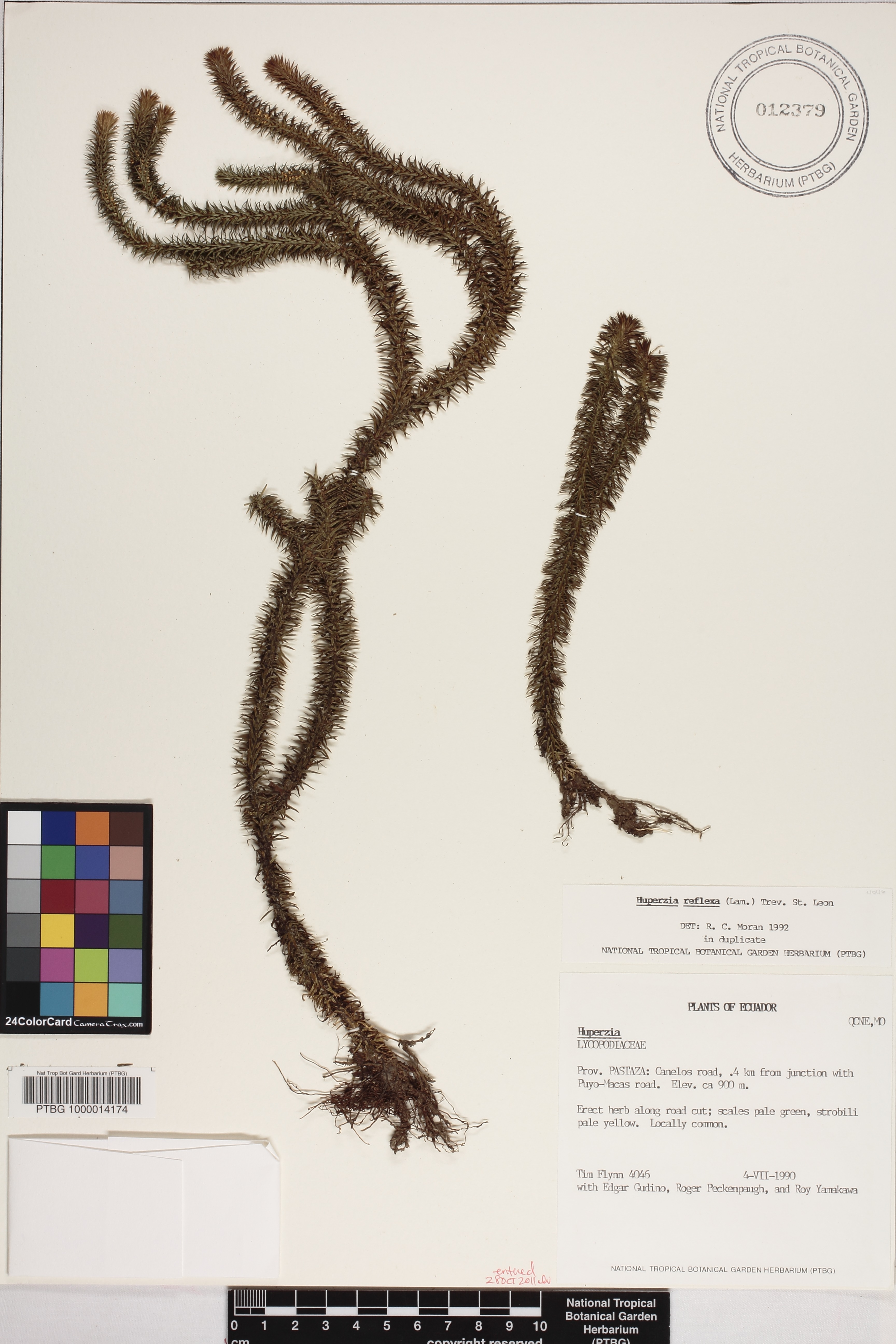 Huperzia reflexa image