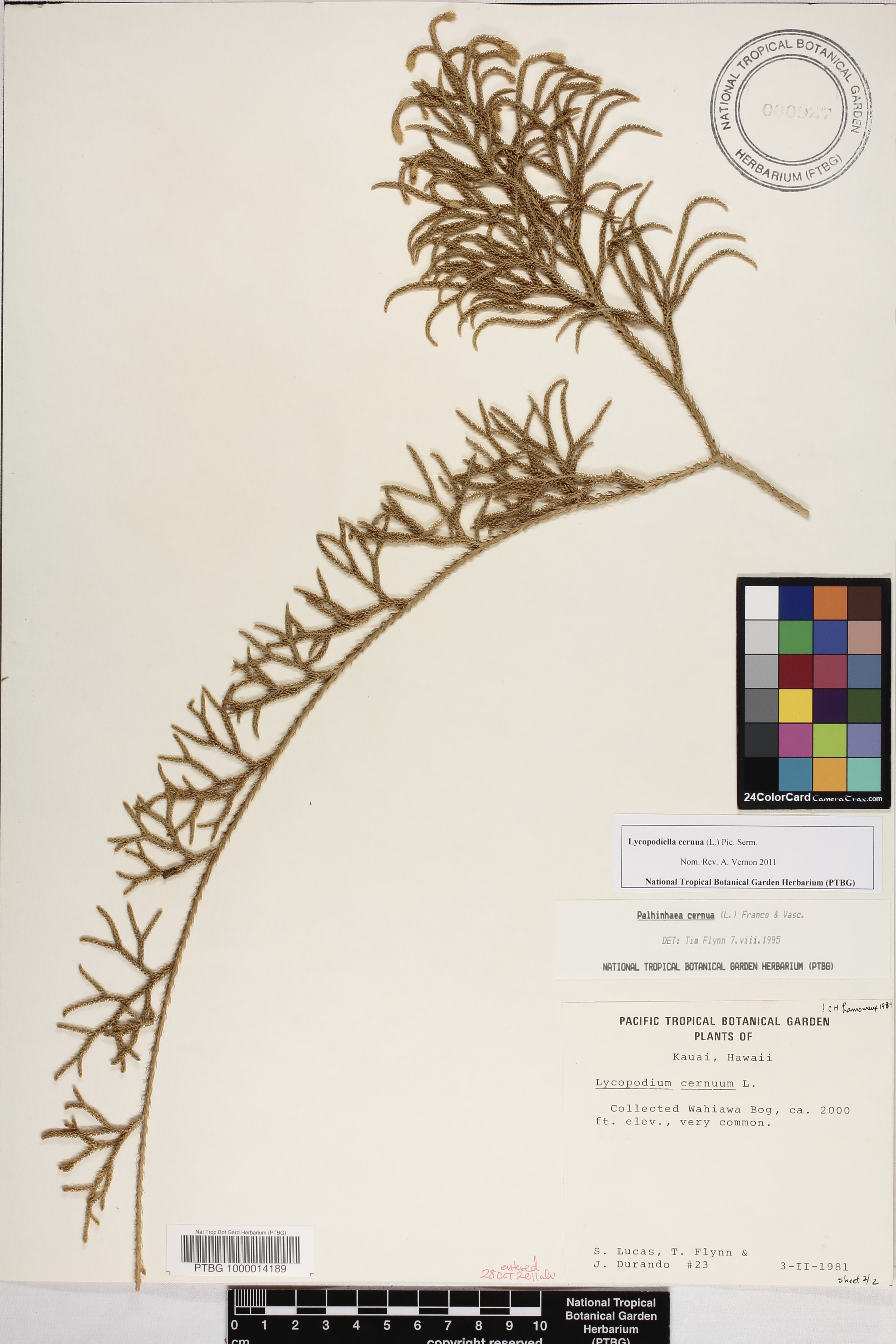Lycopodiella image