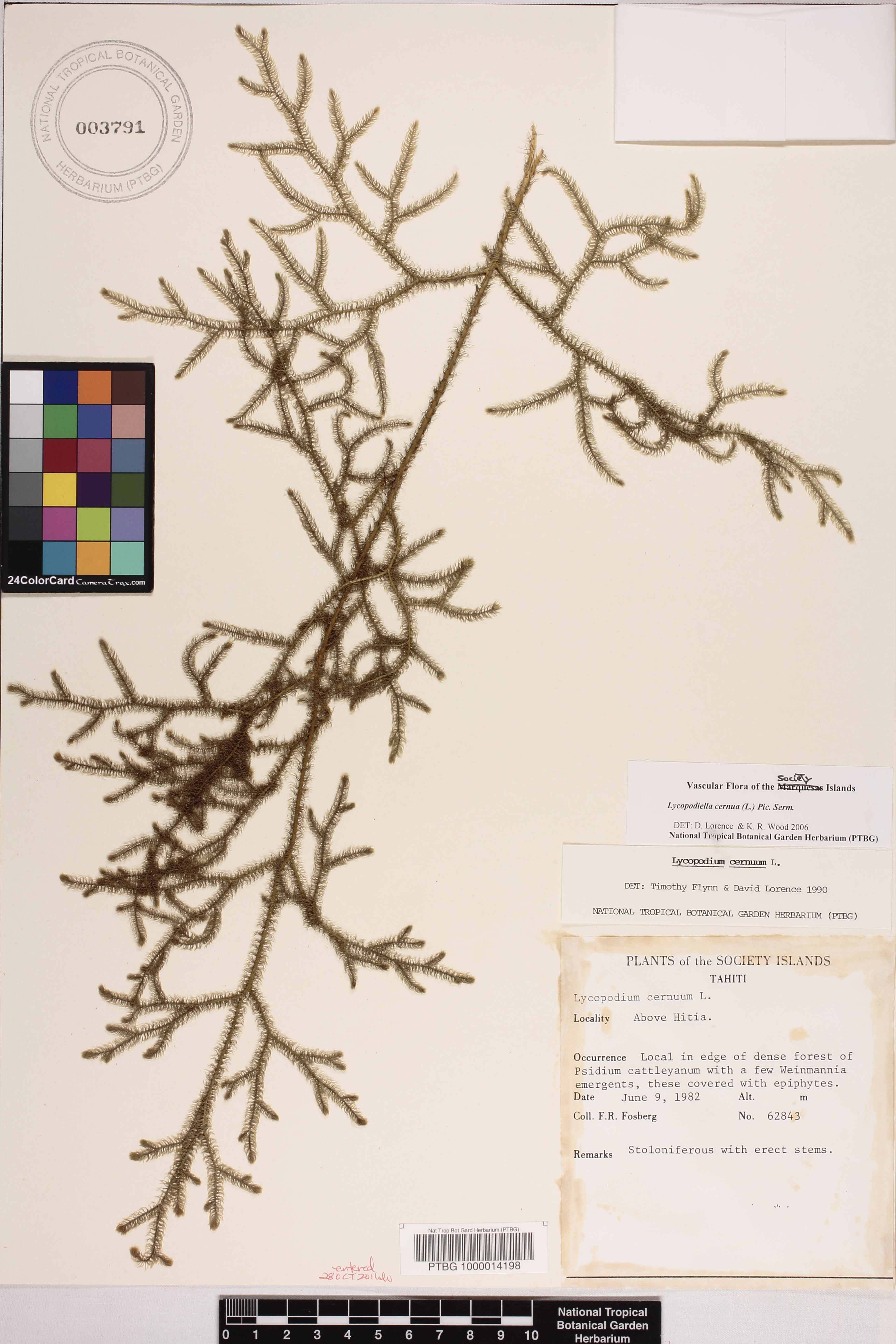 Lycopodiella cernua image