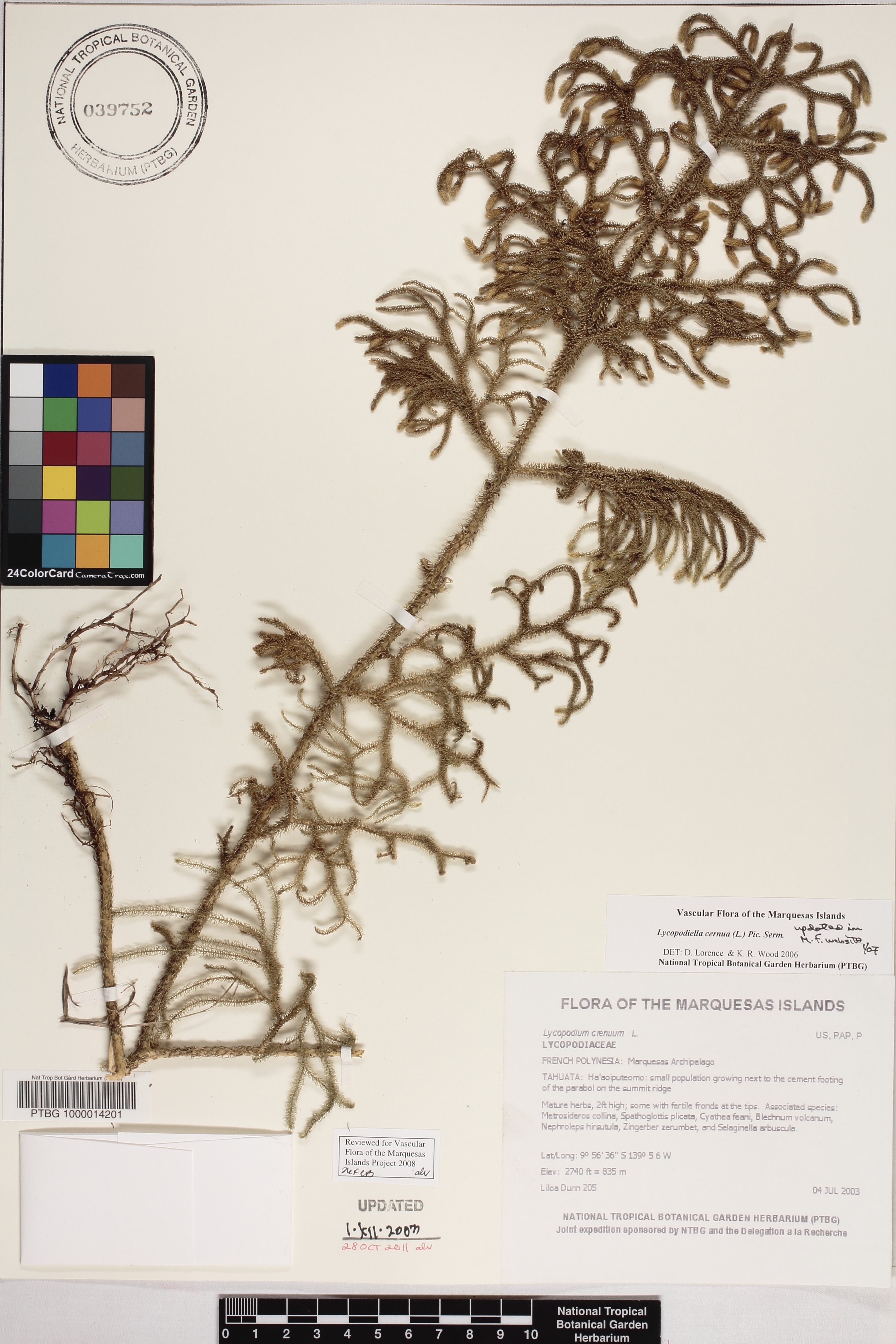 Lycopodiella cernua image