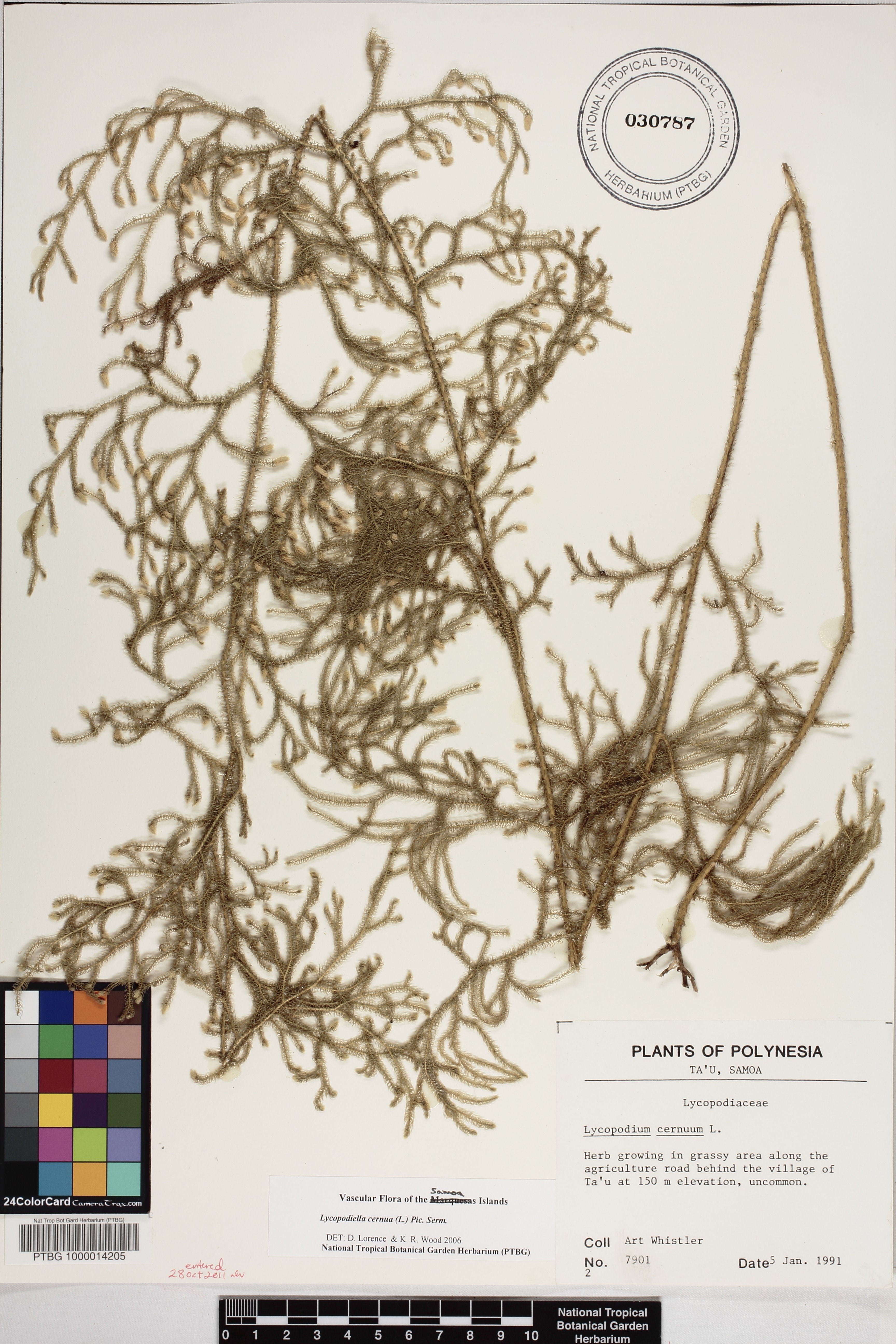 Lycopodiella cernua image