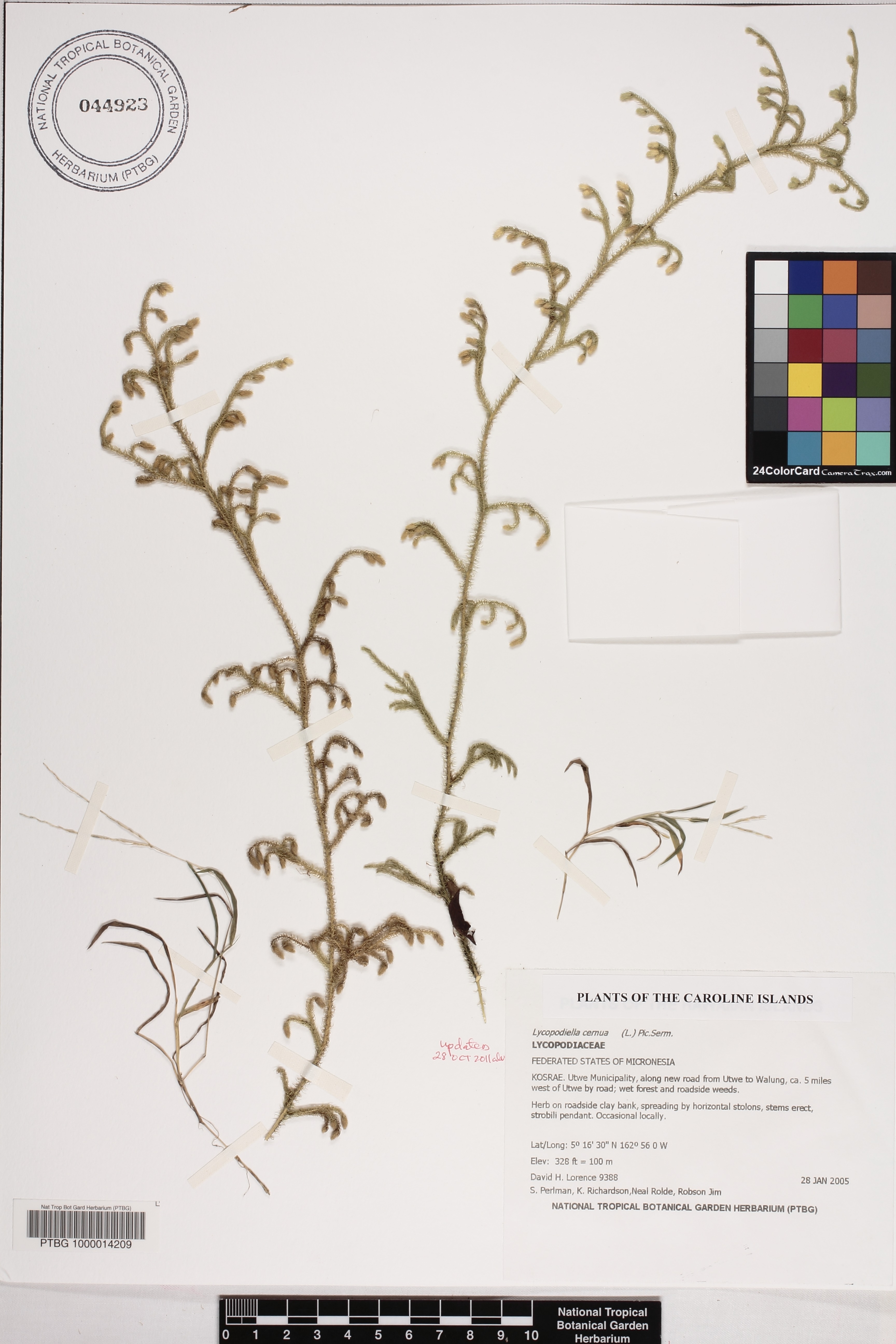 Lycopodiaceae image