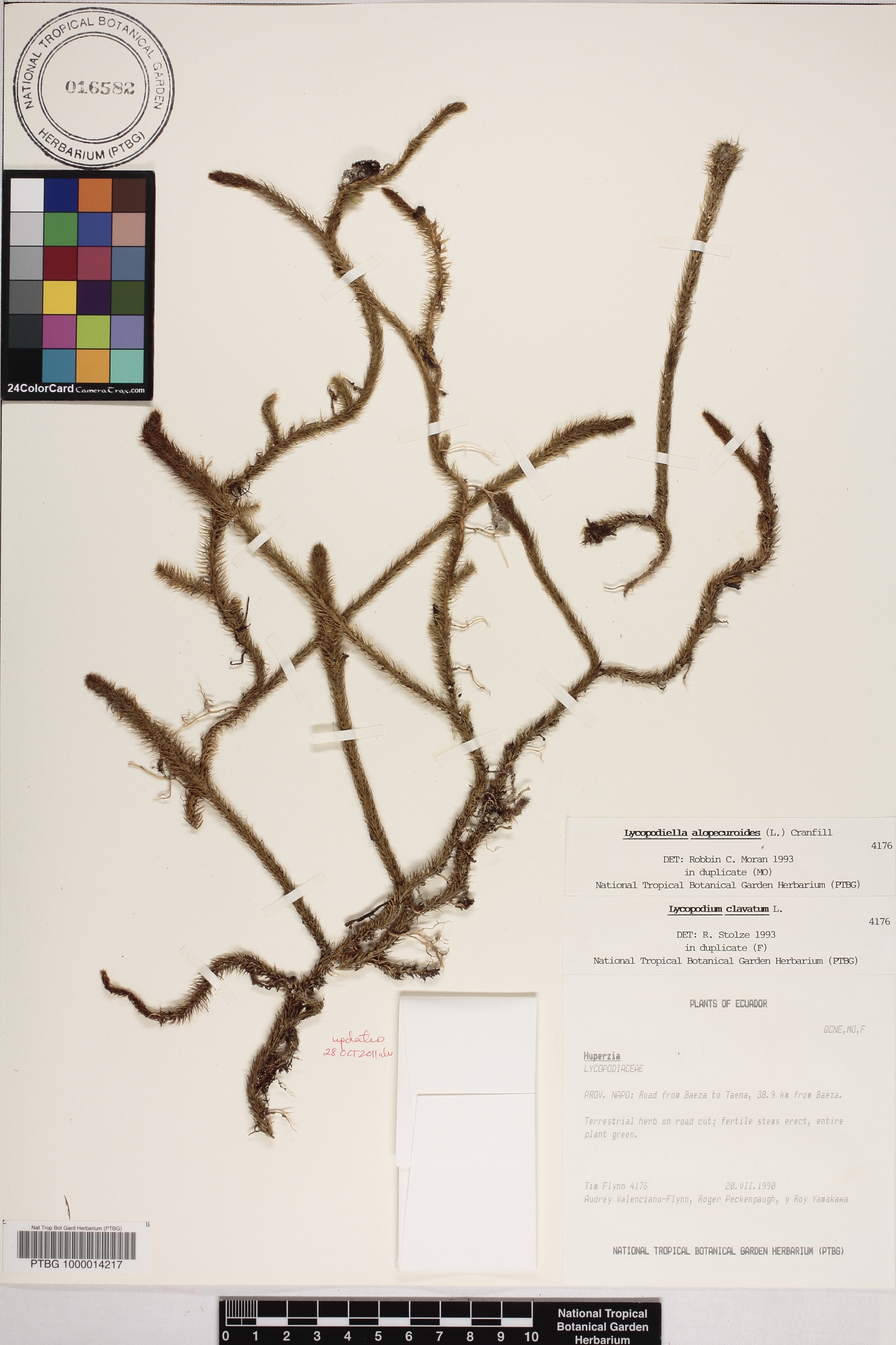 Lycopodiella alopecuroides image